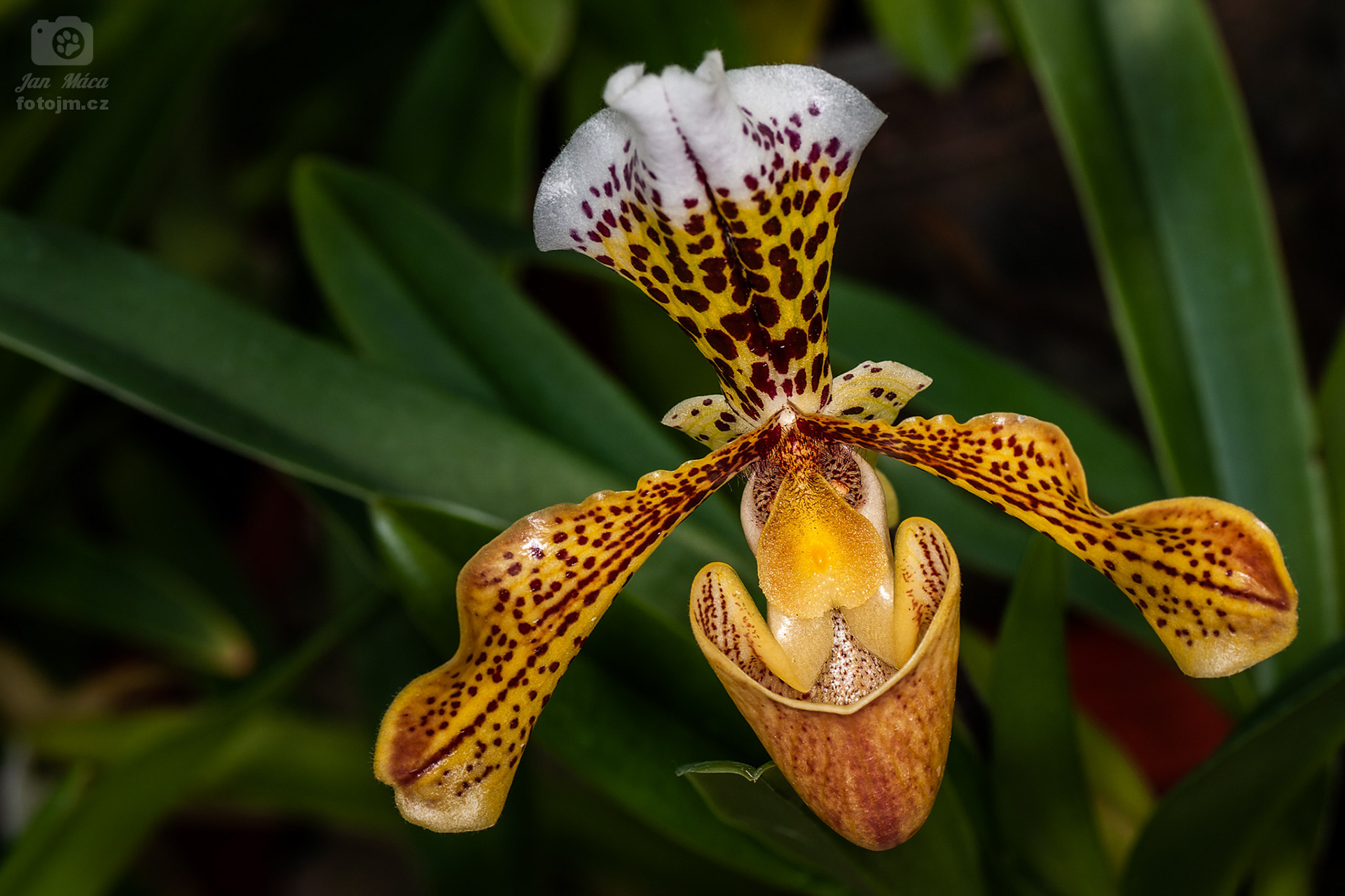 Střevíčník (Cypripedium)
