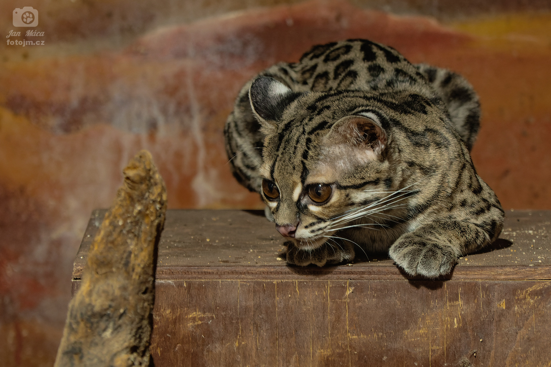 Margay