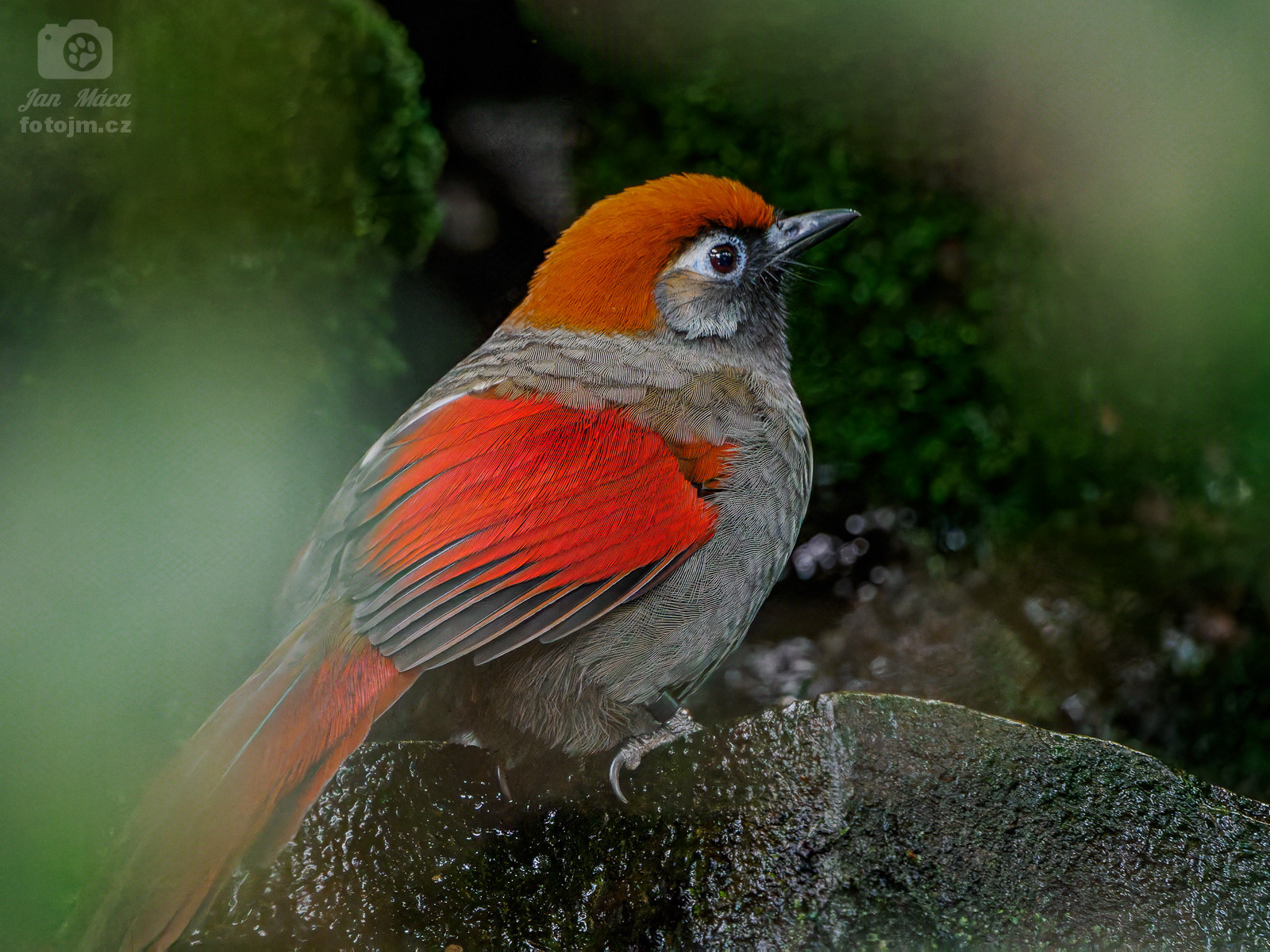 Sojkovec jihočínský