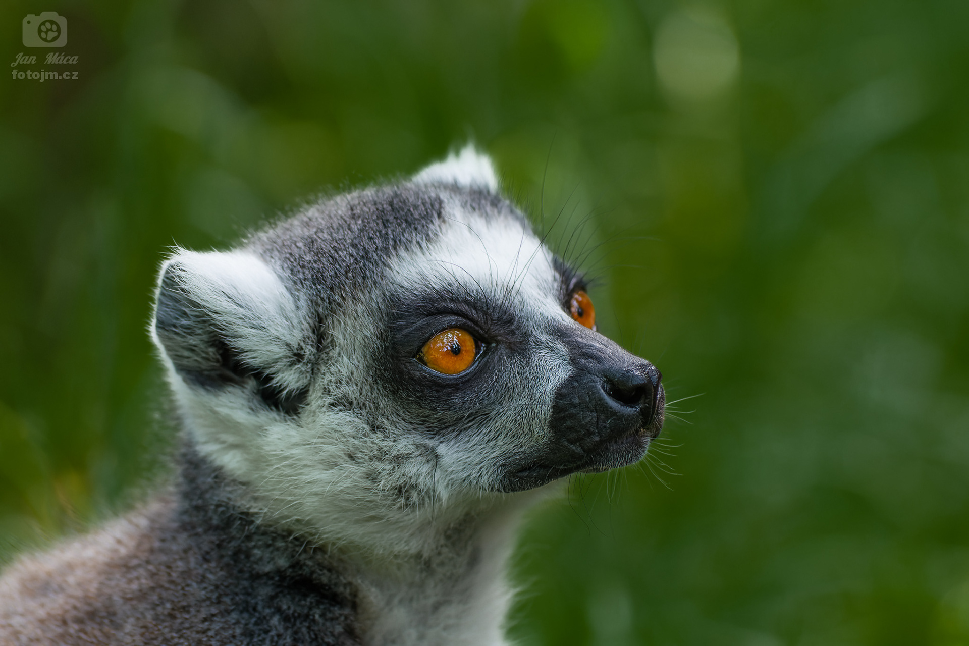 Lemur kata