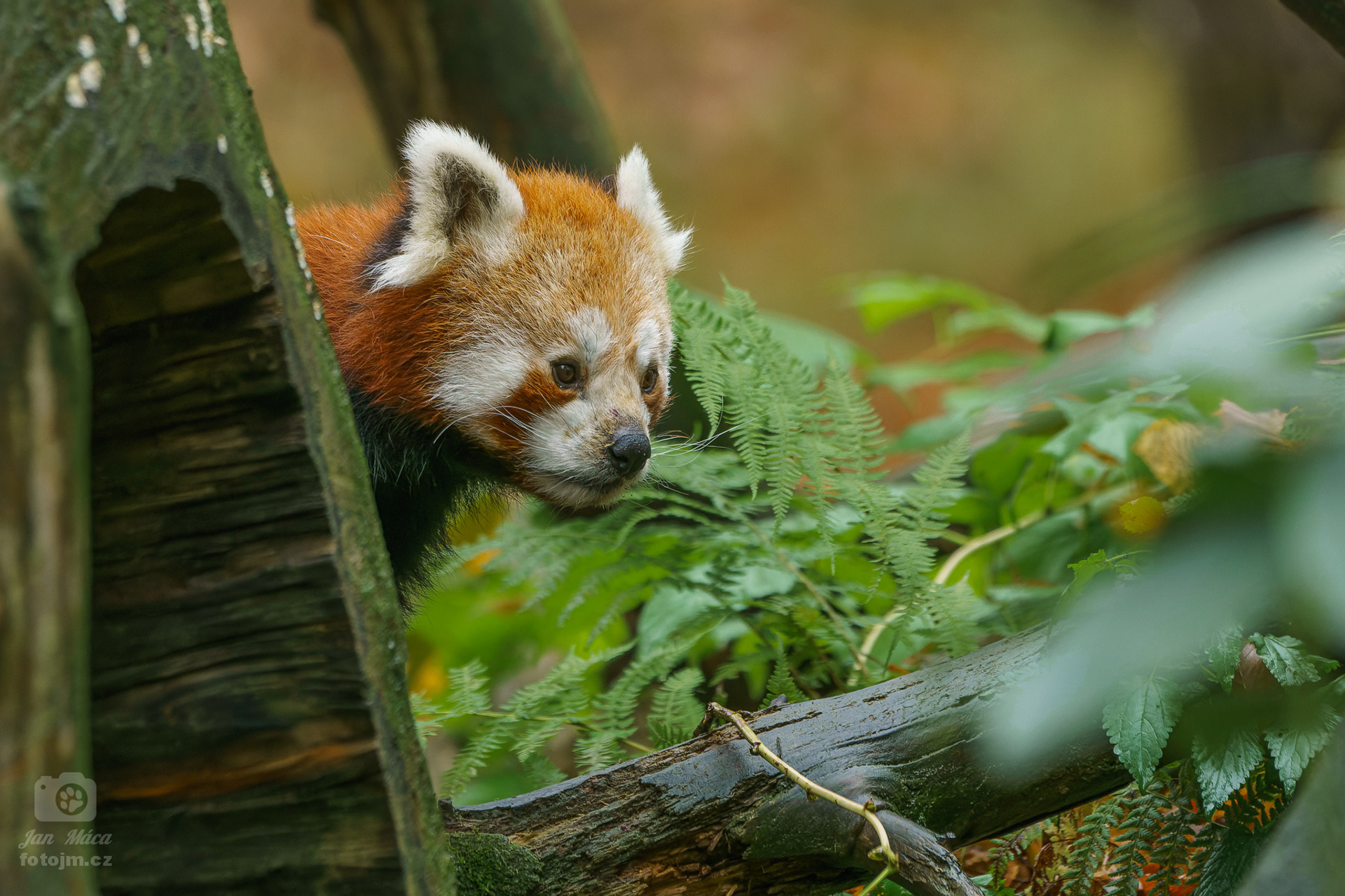 Panda červená