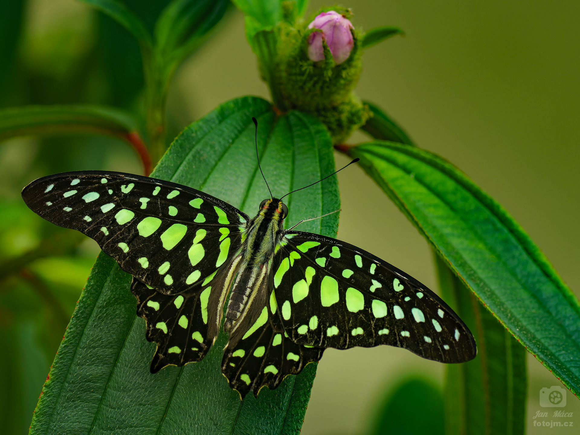 Graphium agamemnon