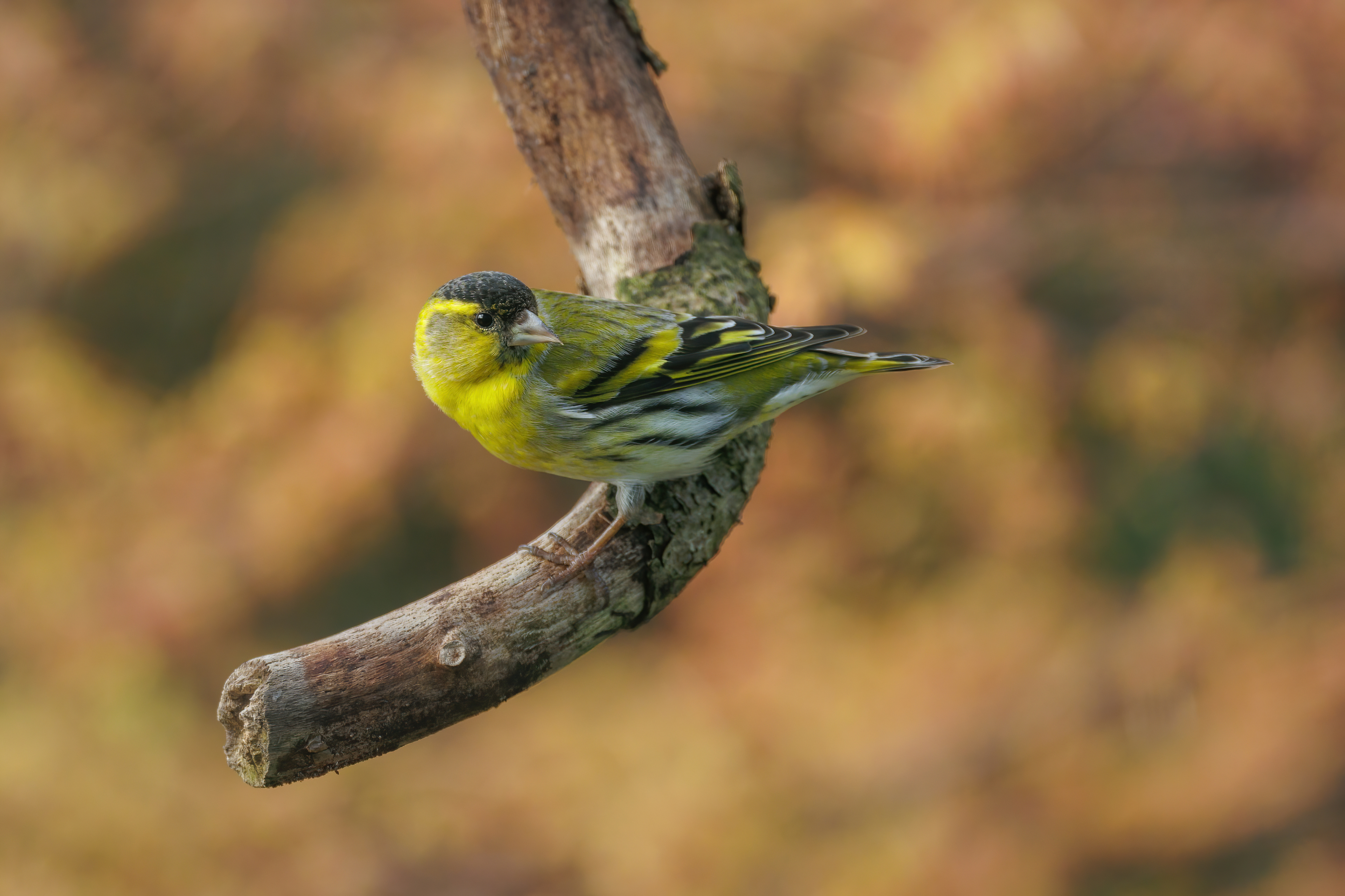Male Siskin