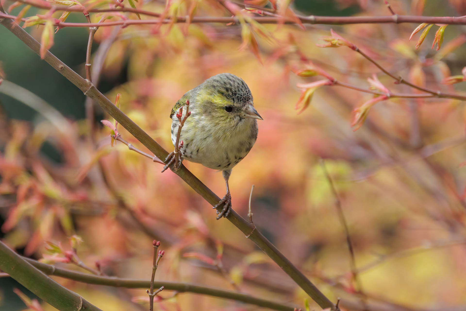 Female Siskin