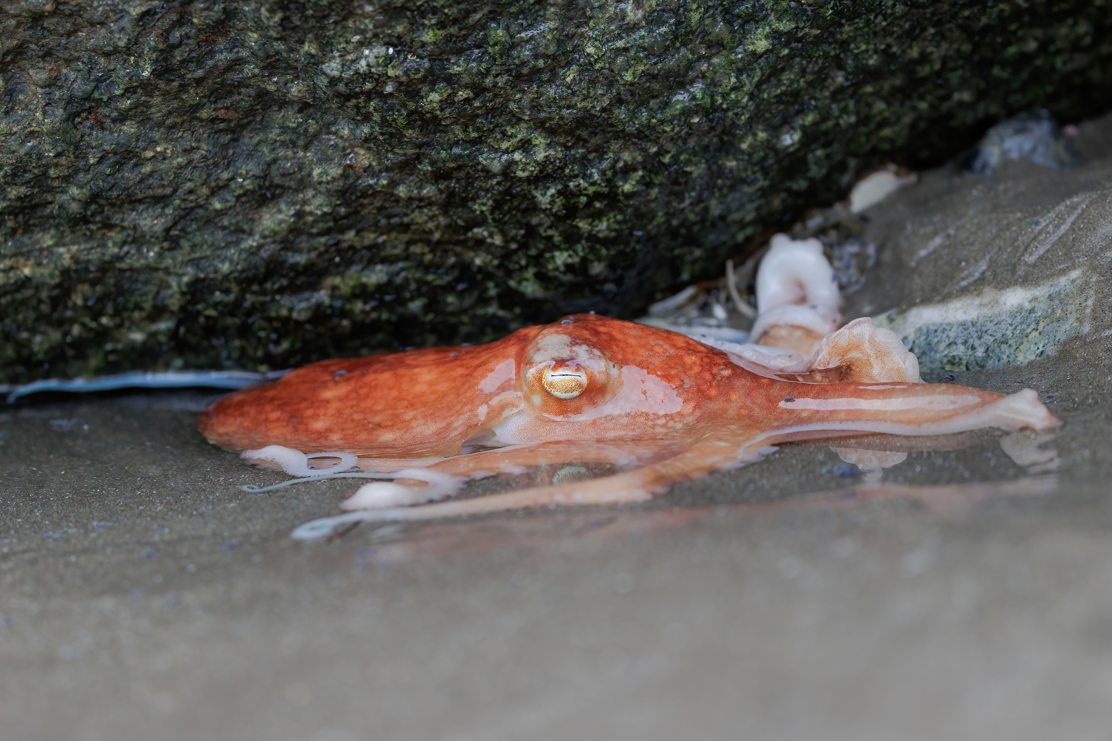 I was surprised to see this octapus, but saddened to see it struggling in the shallow water.  Hopefully the tide returned in time.  I felt that I would do more harm by trying to move it.  Nature is resilient and man can do more harm than good.