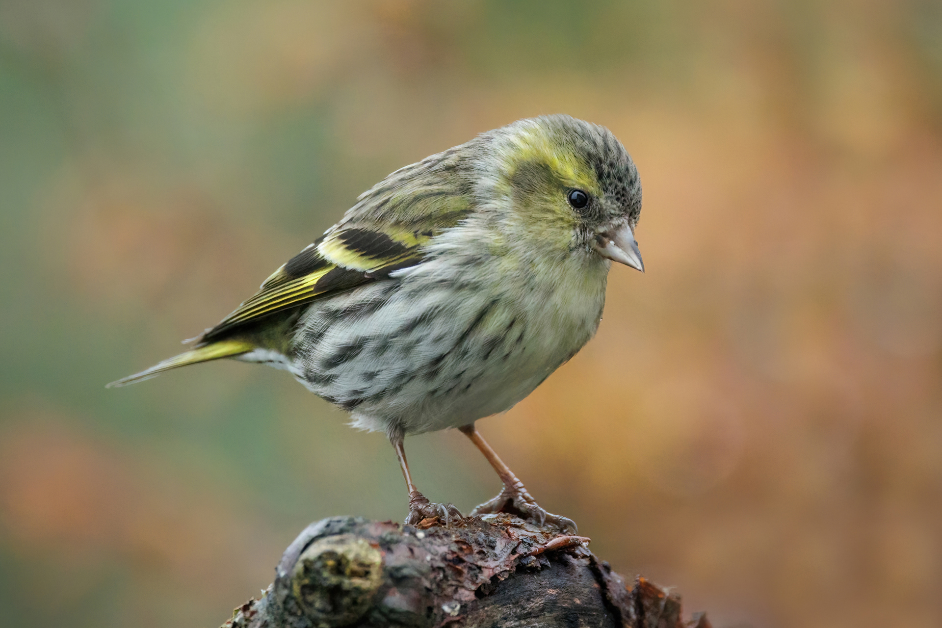 Female Siskin