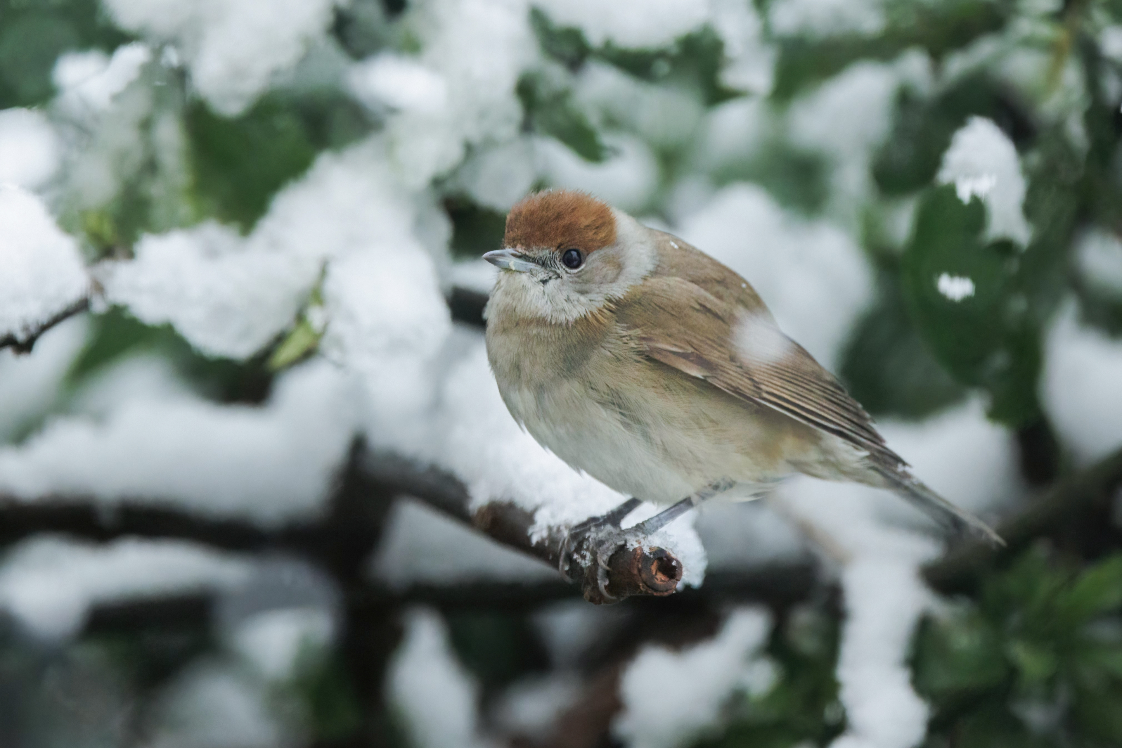 Female Blackcap