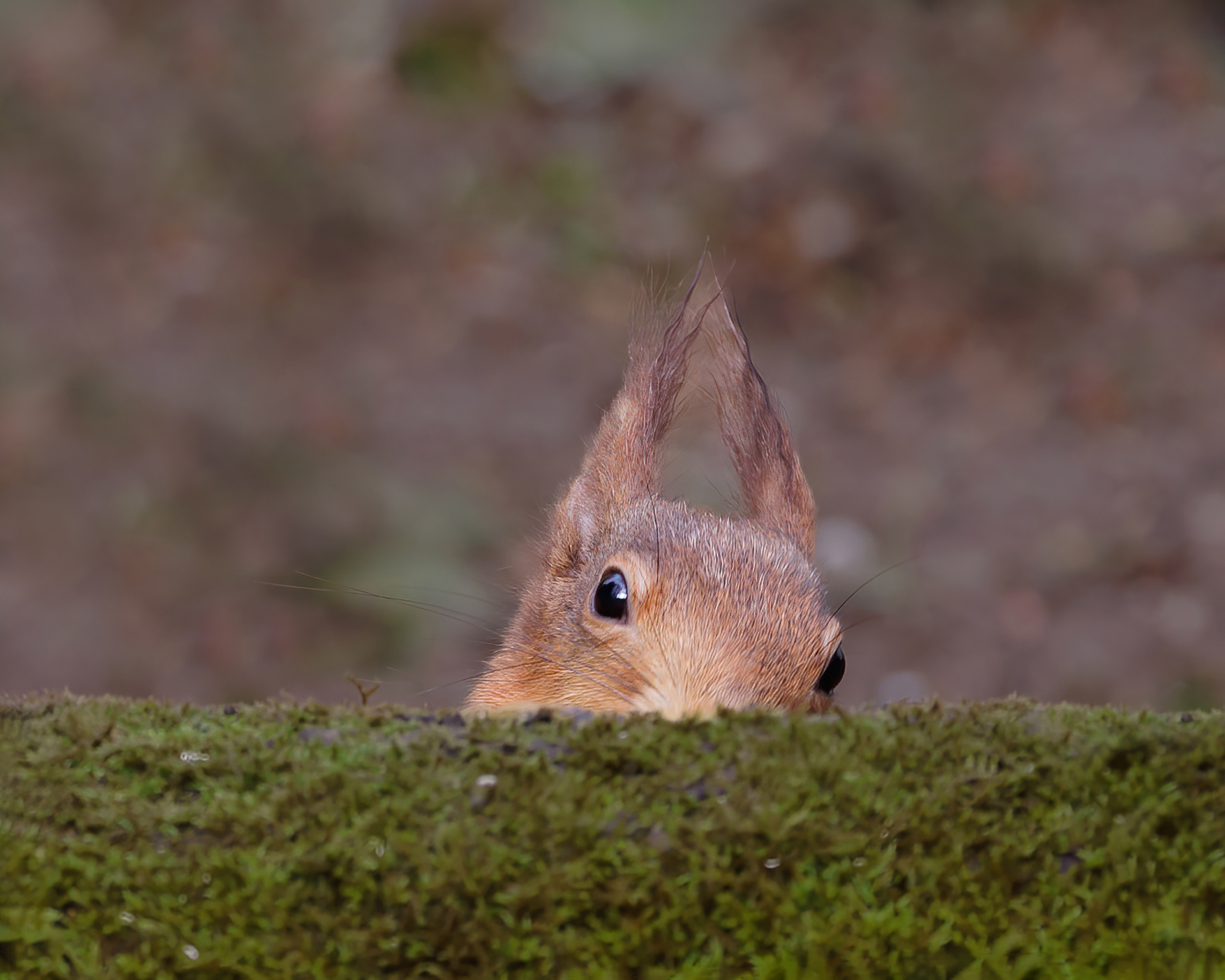 Take time to play (hide and seek?)
