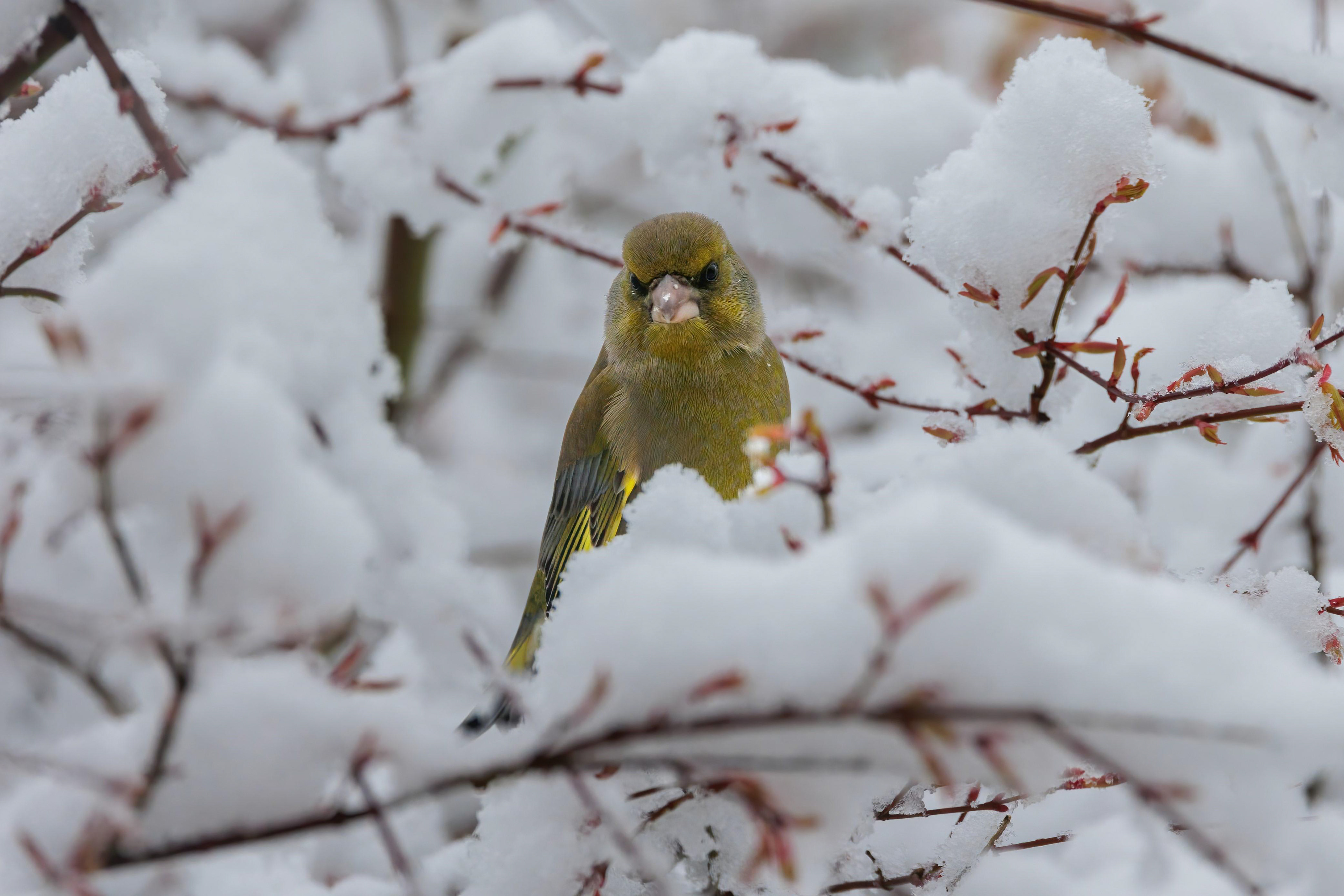Greenfinch