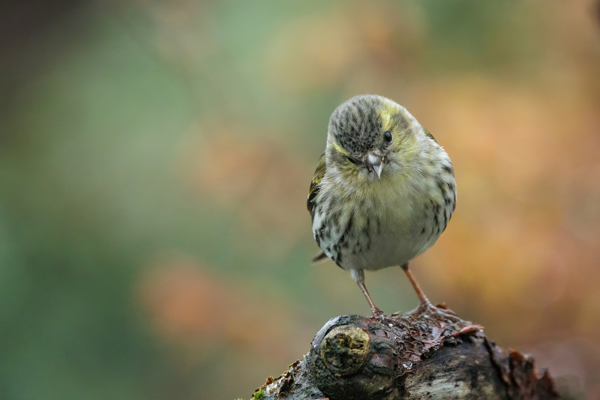 Female Siskin