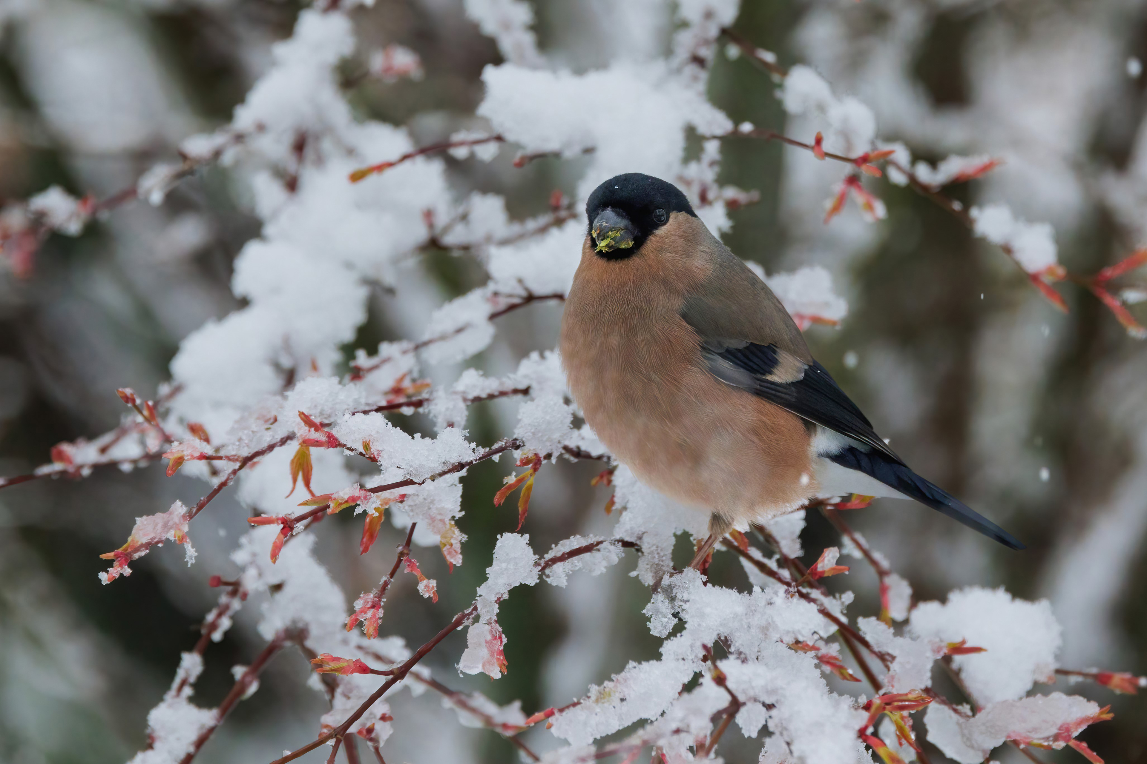 Female Bullfinch