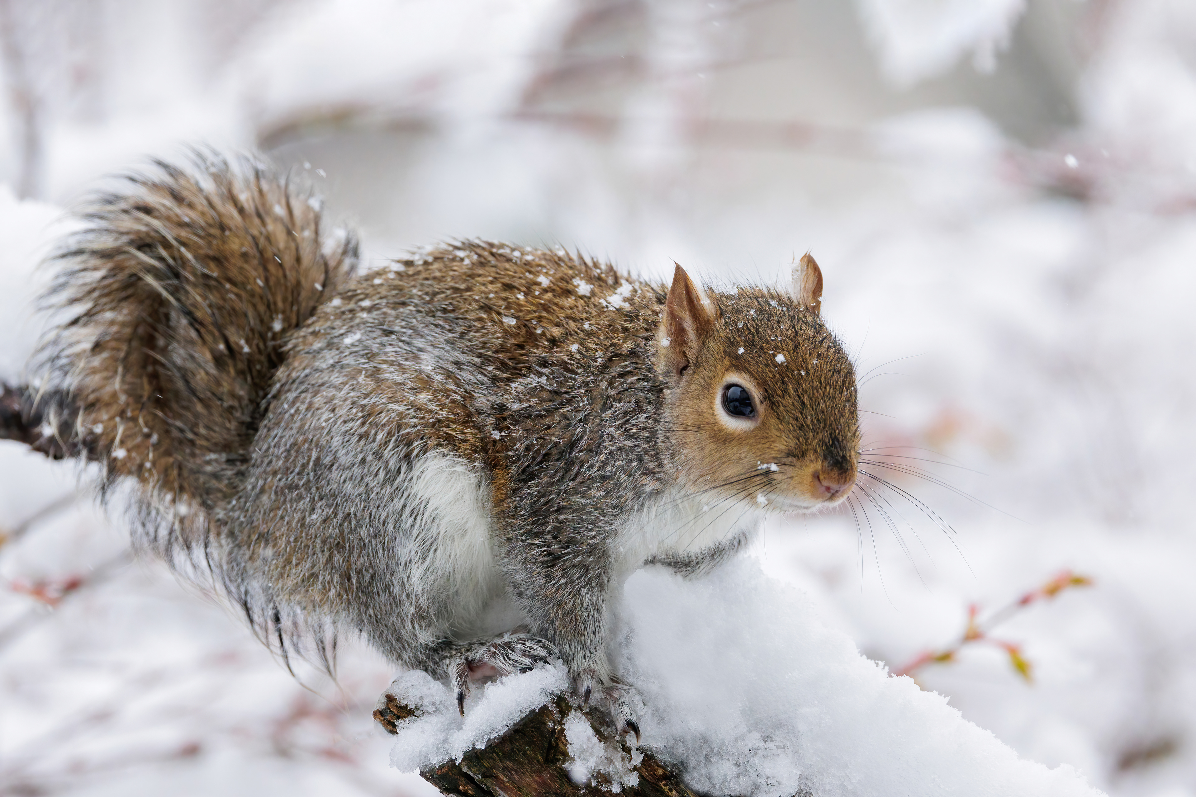 Grey Squirrel