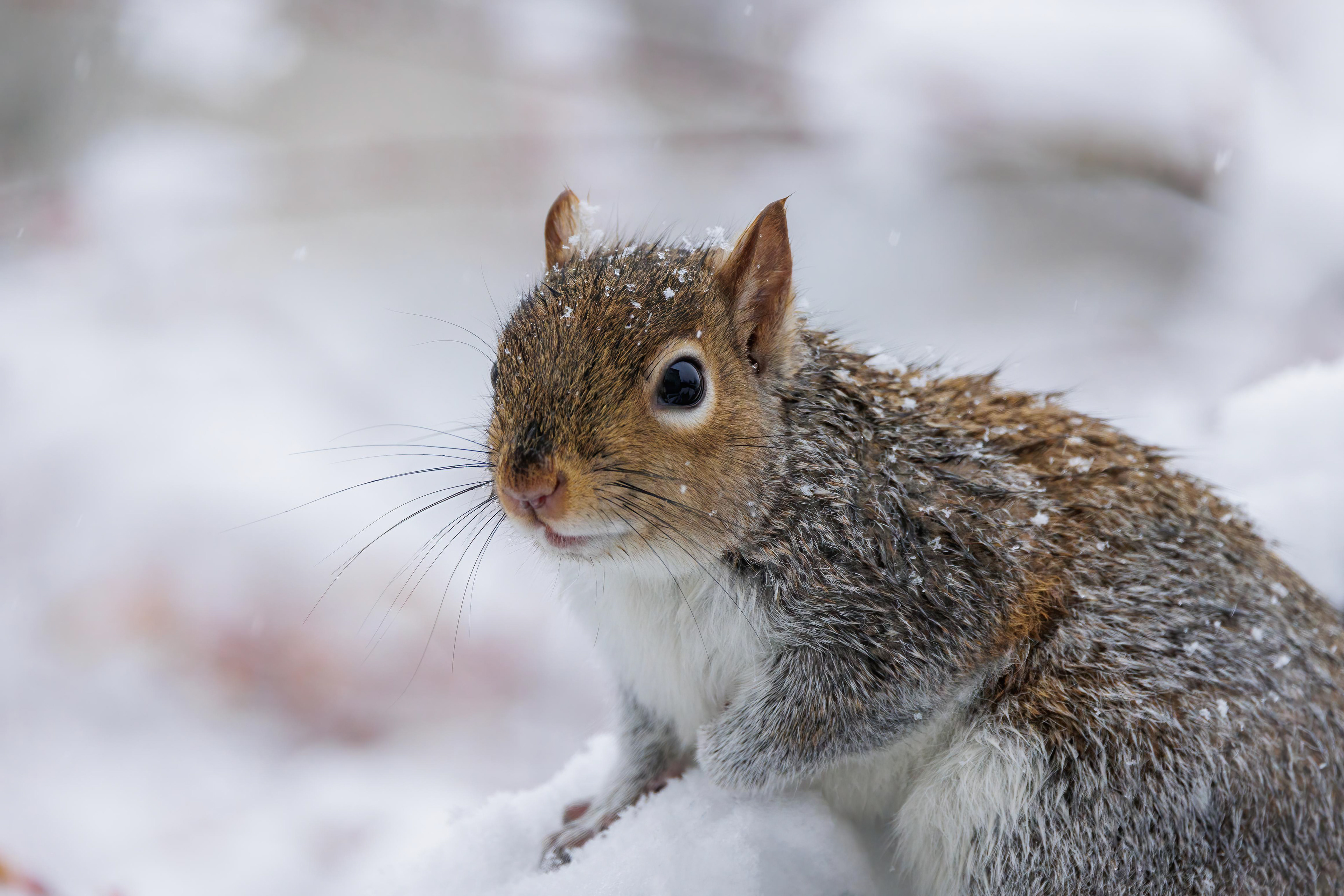 Grey Squirrel