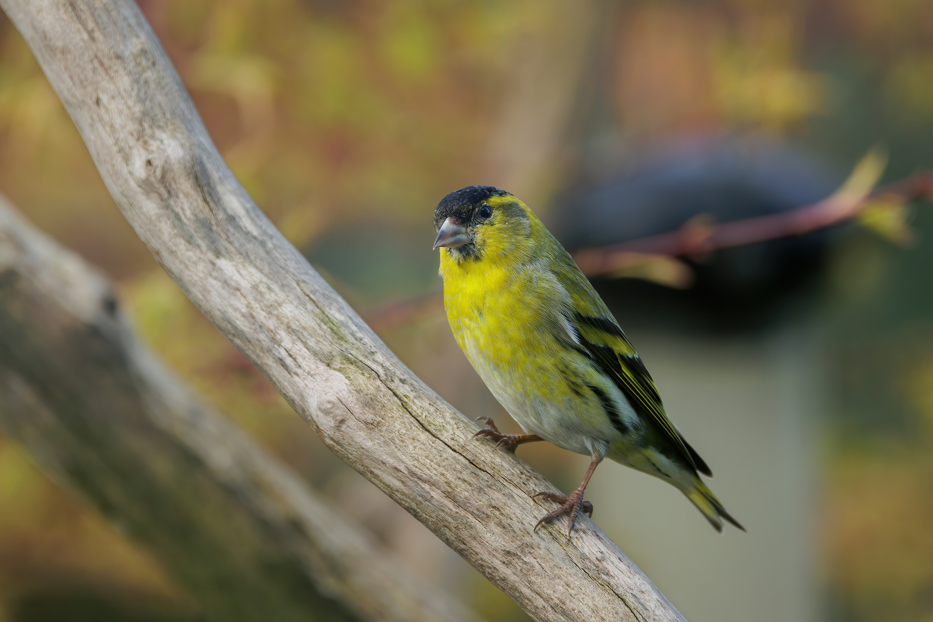 Male Siskin
