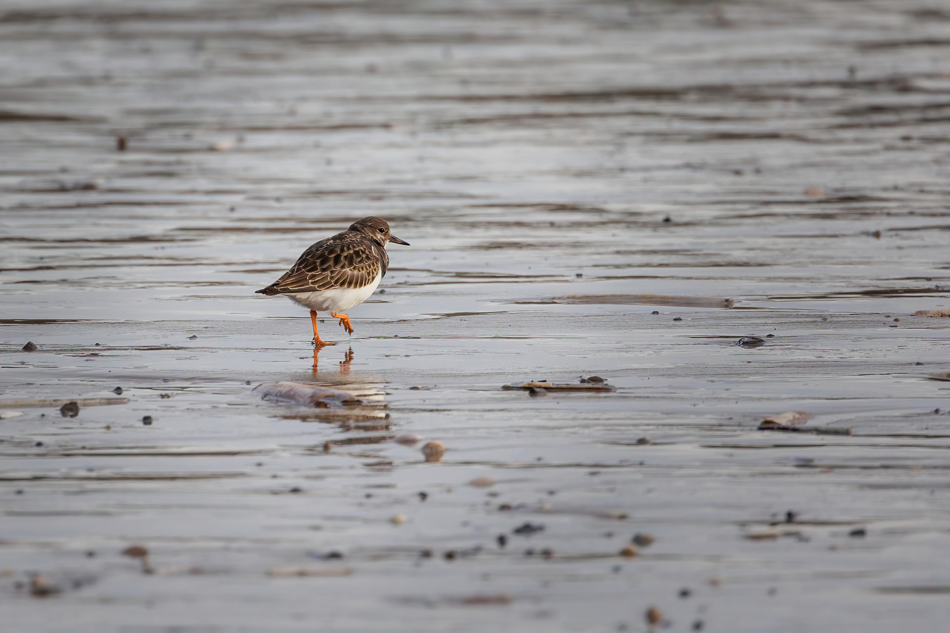 A Stoneturn searching for food as the tide came in.