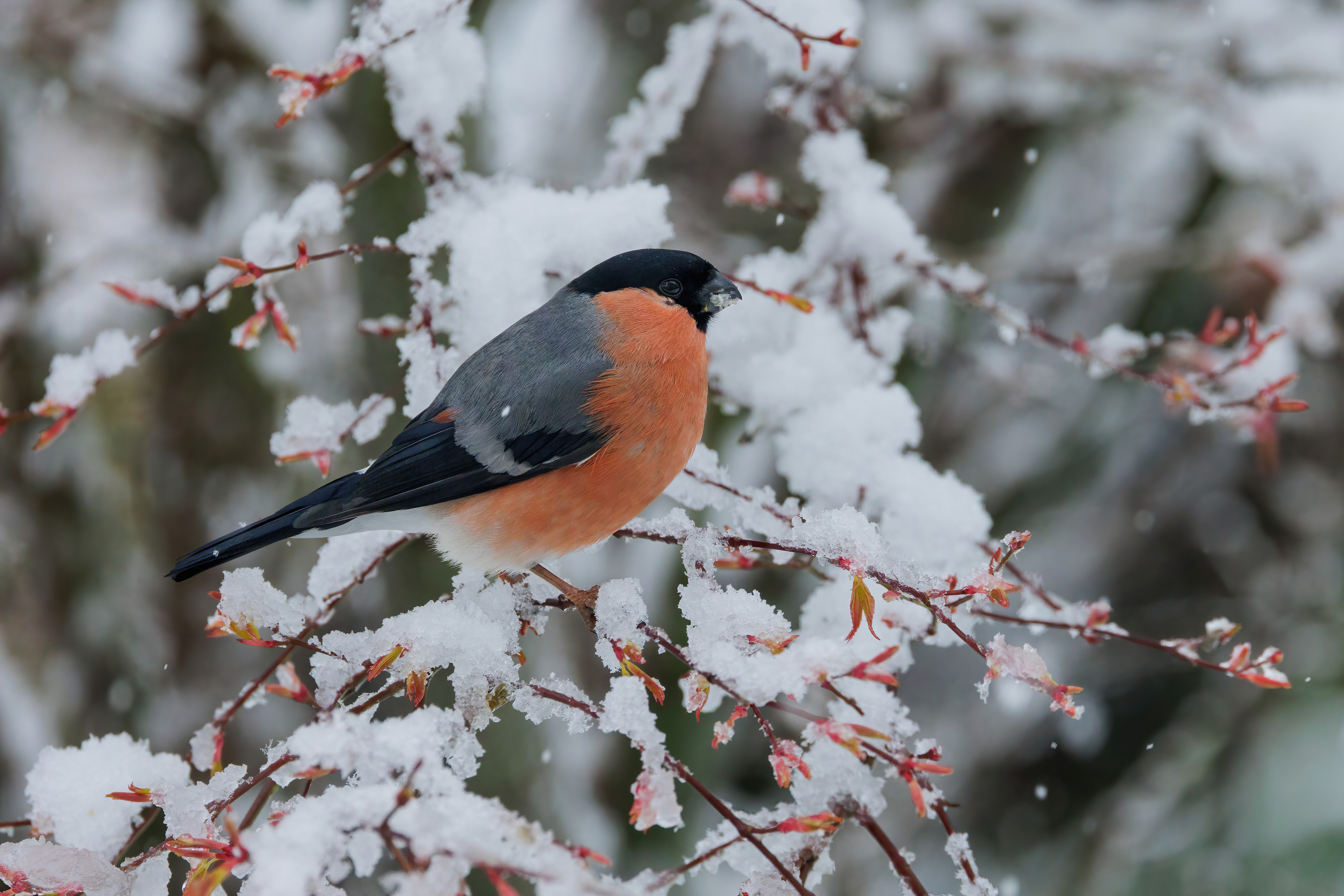 Male Bullfinch