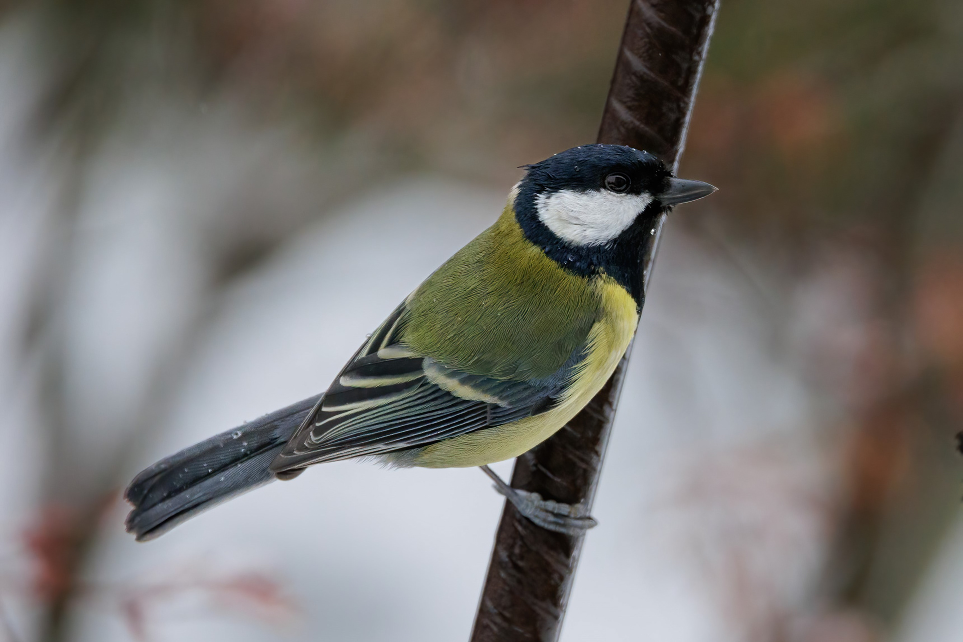 Great Tit