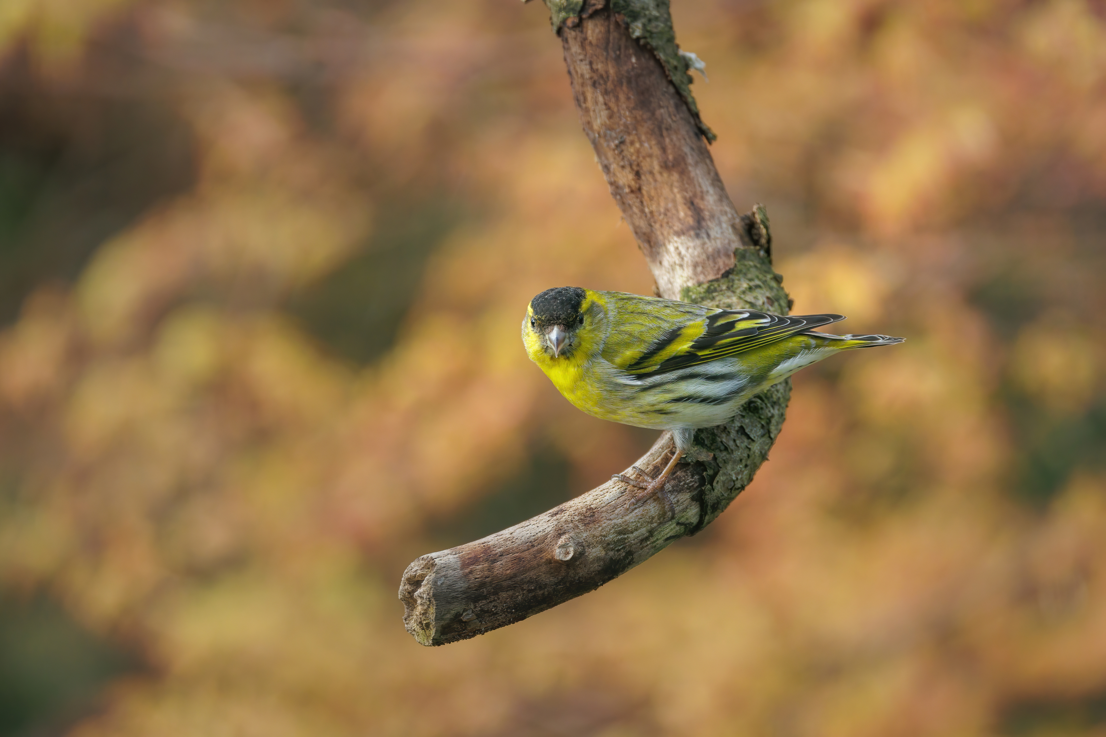 Male Siskin