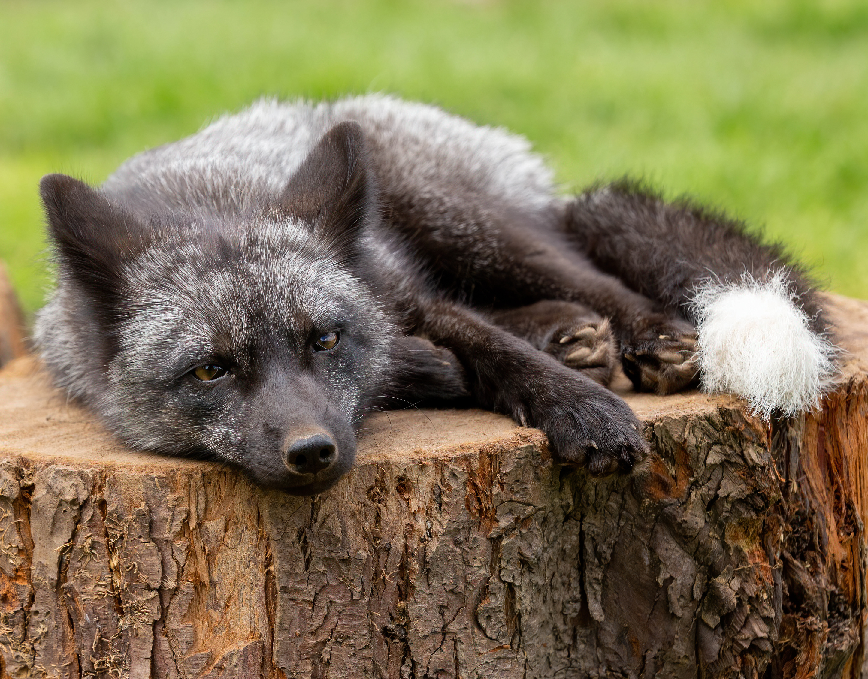 silver fox cubs