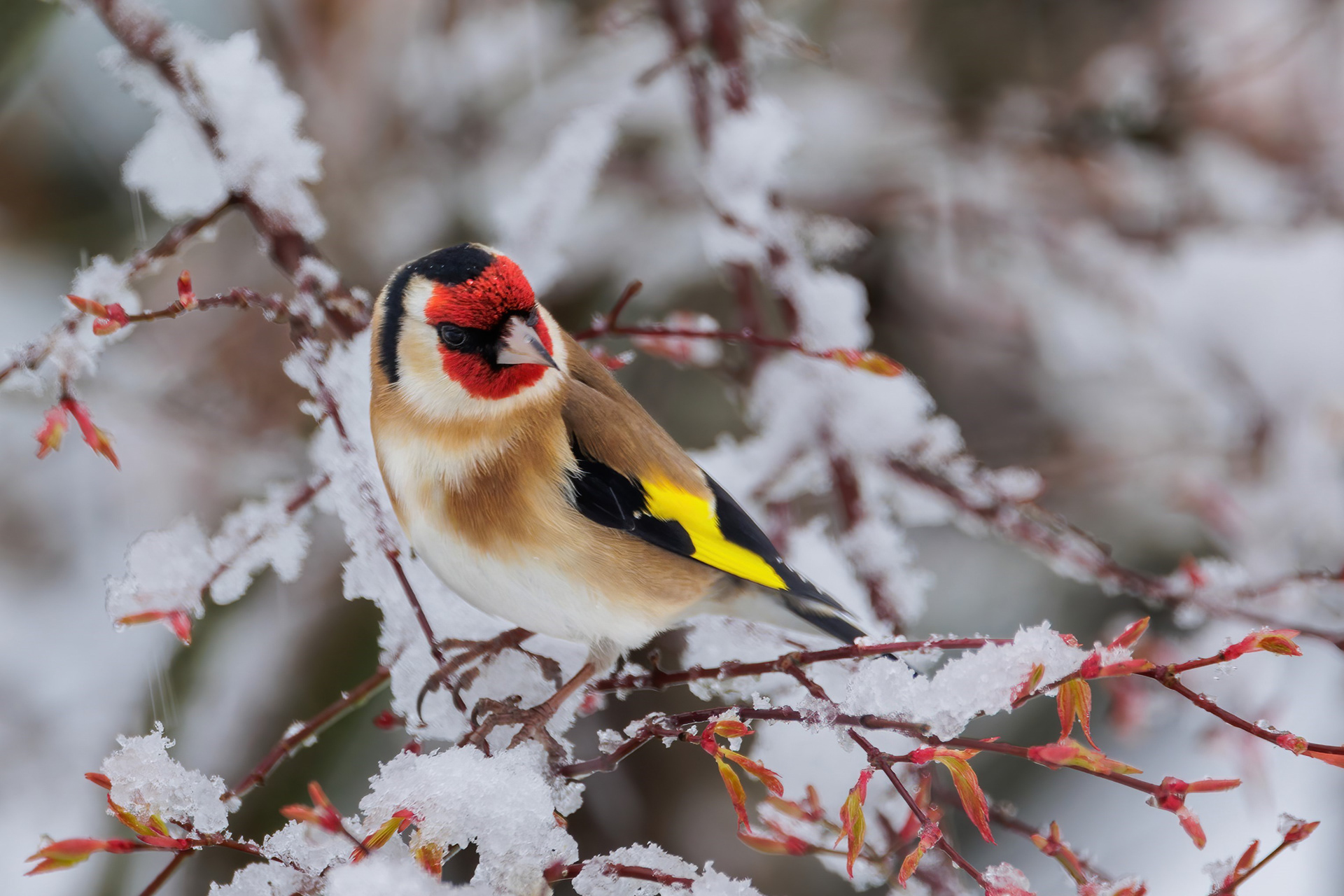 Goldfinch