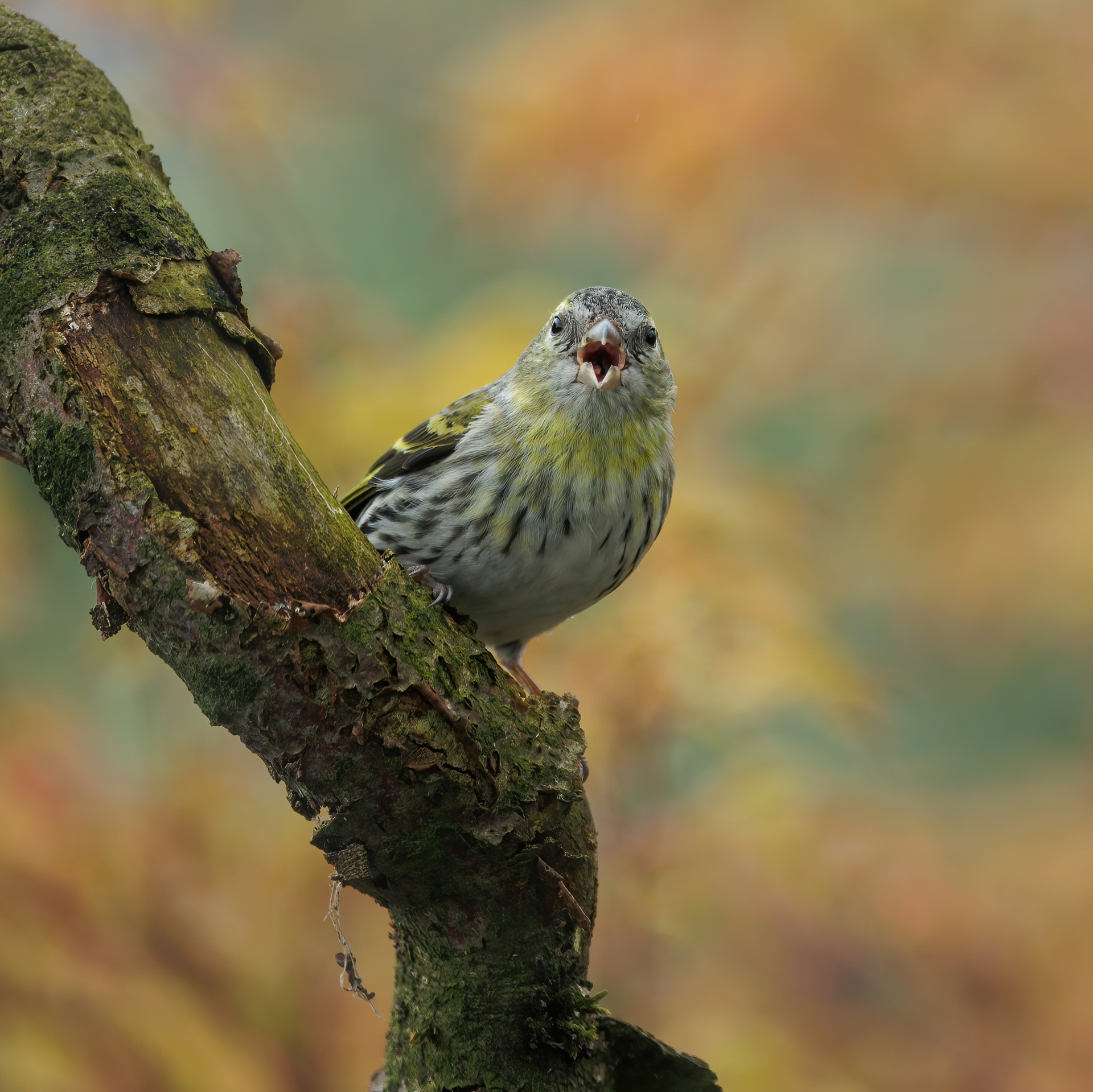 Female Siskin