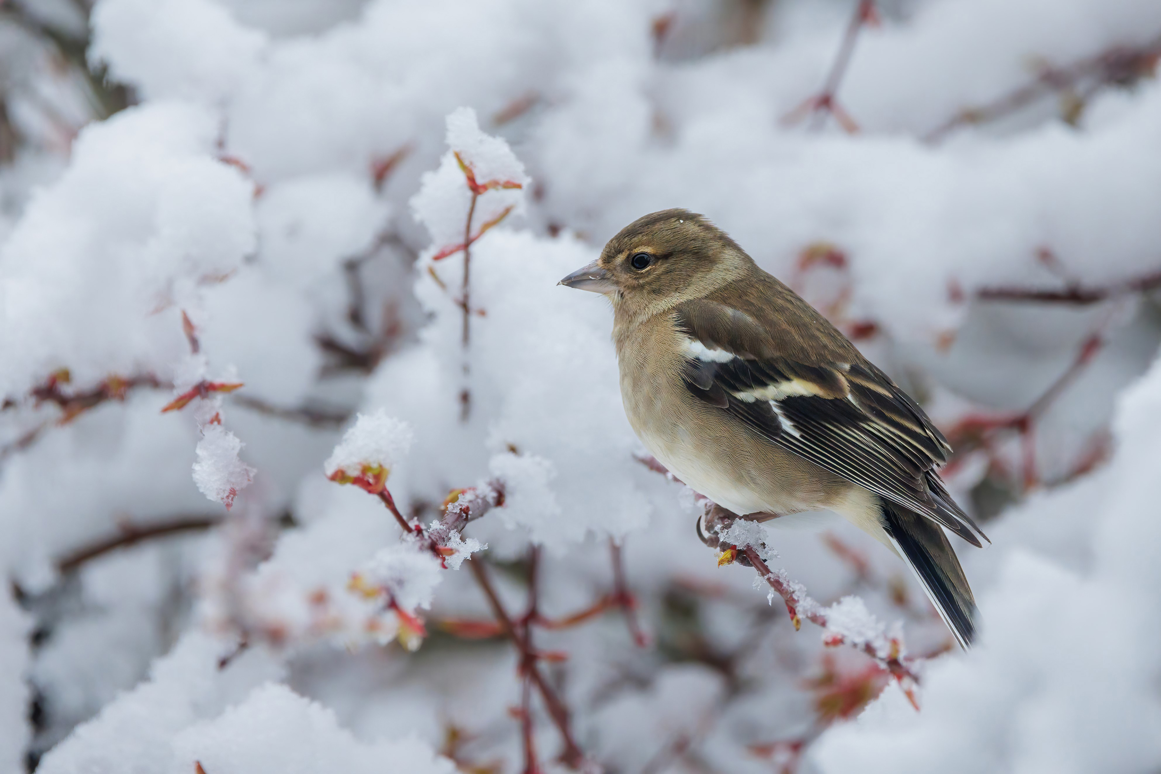 Female Chaffinch