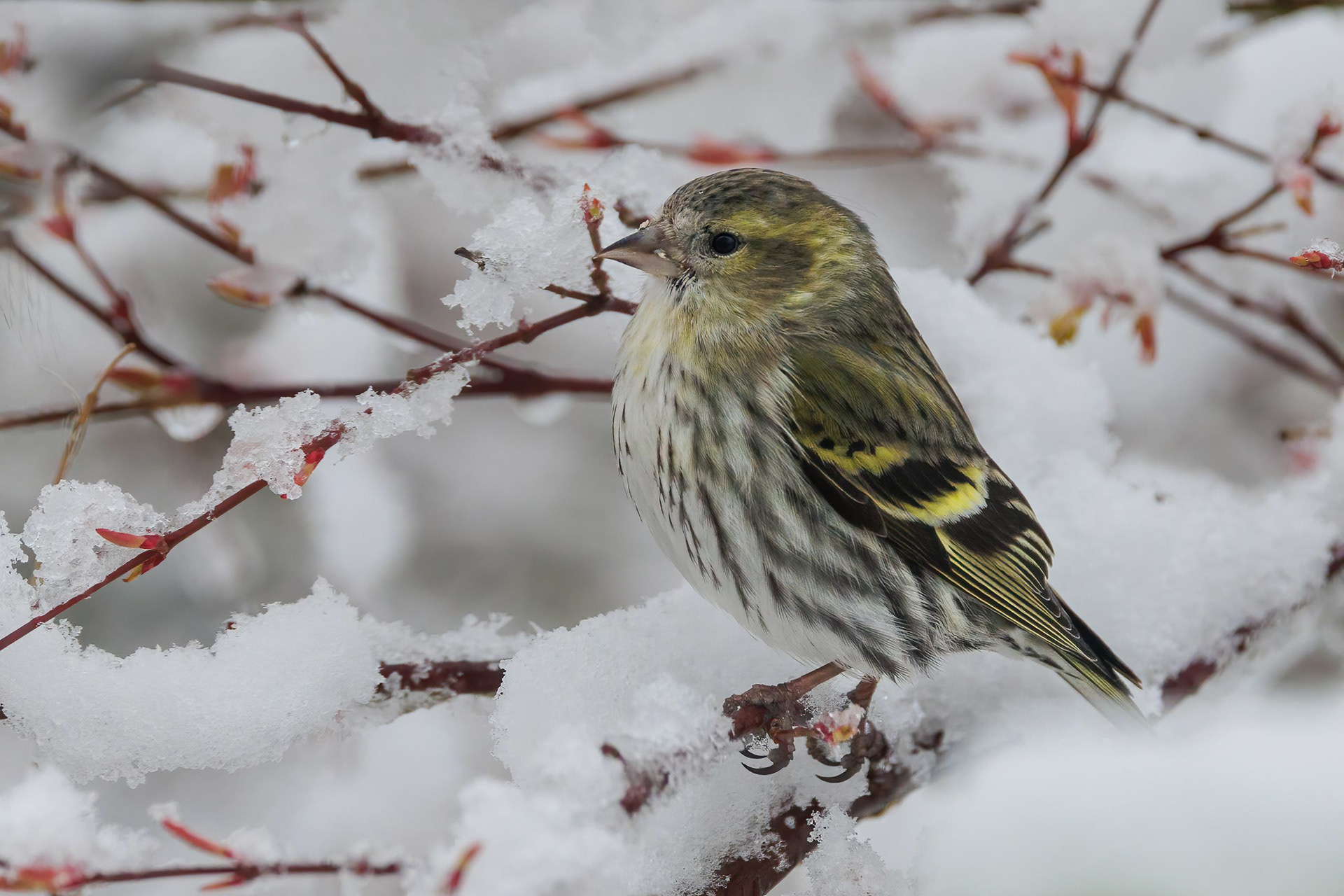 Female Siskin