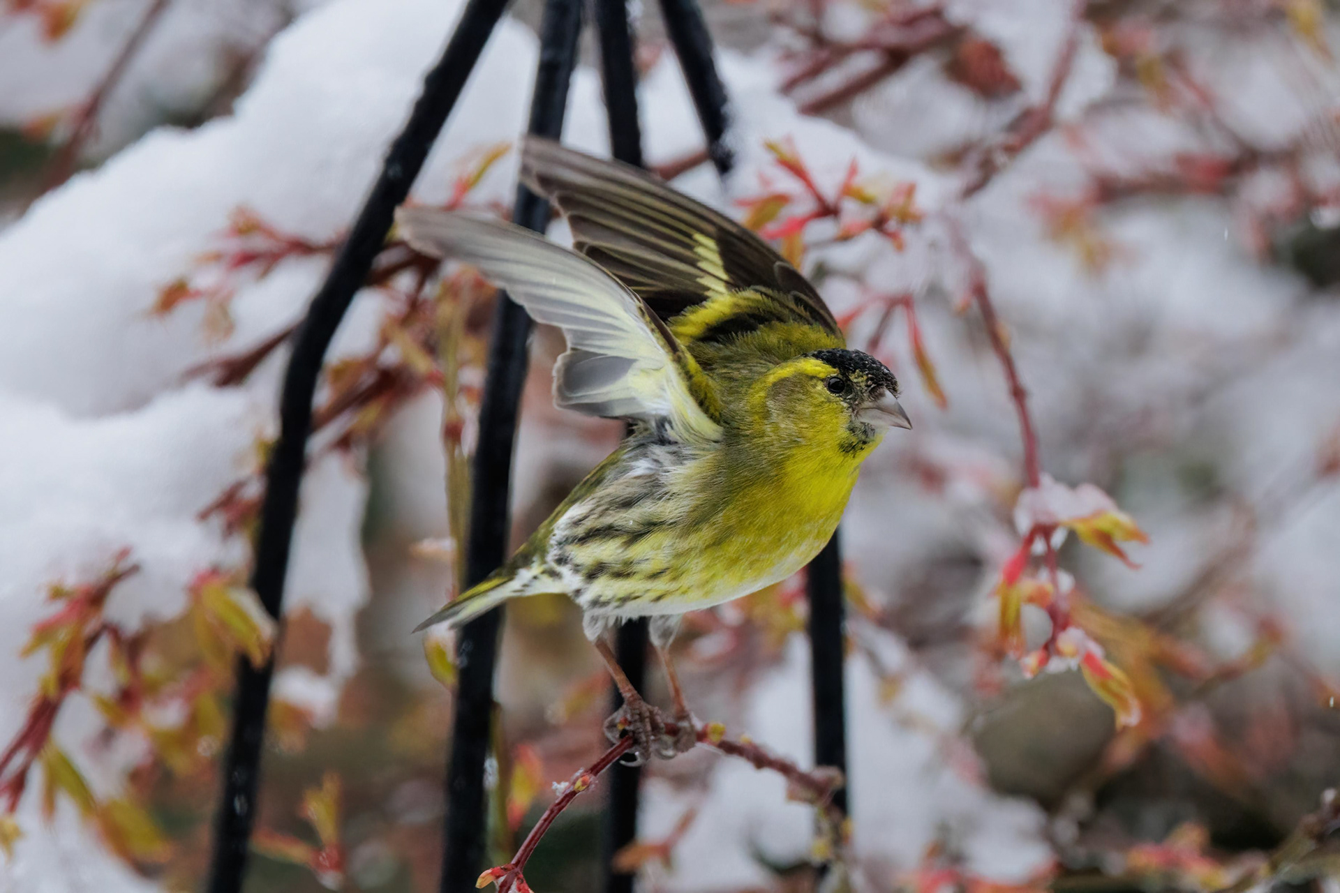 Male Siskin