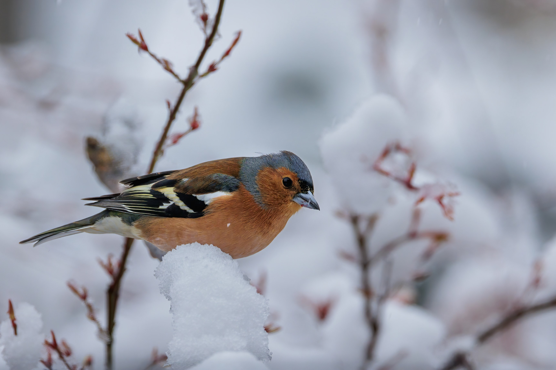 Male Chaffinch