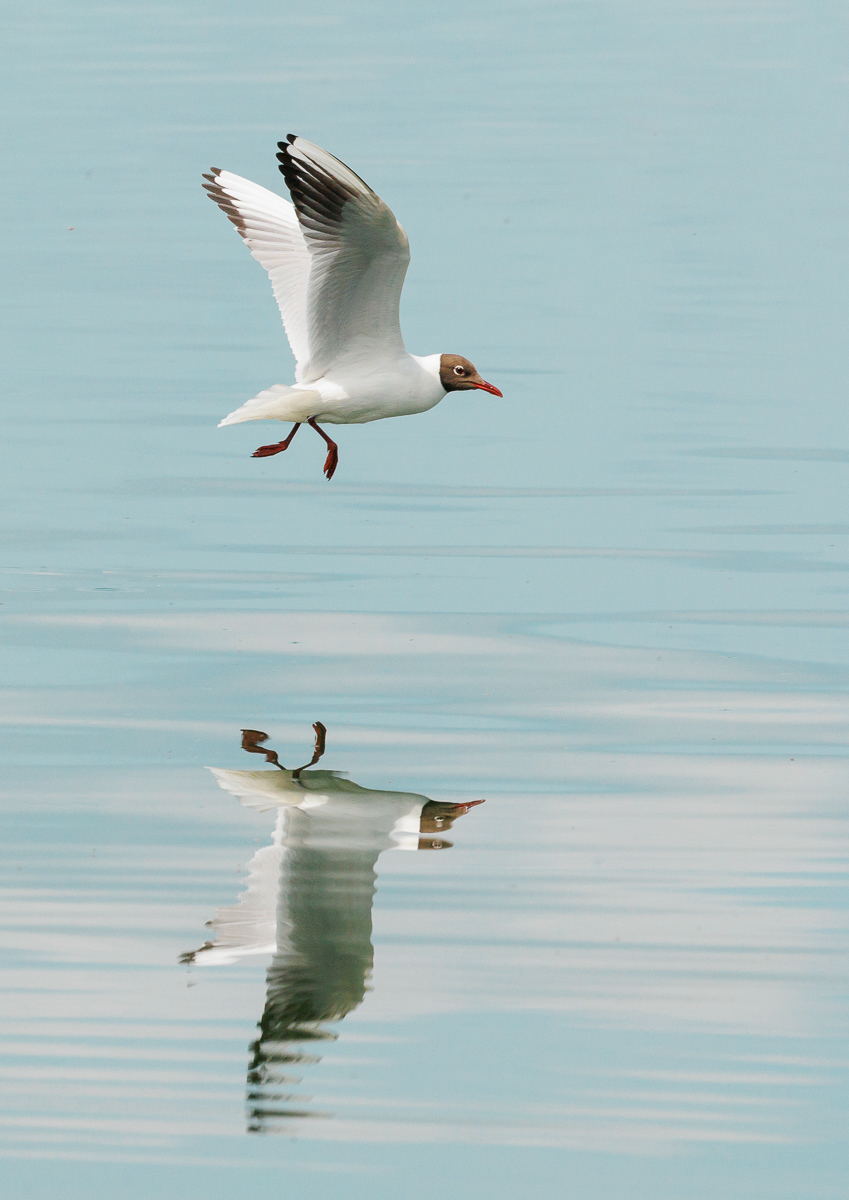 Black Backed Gull