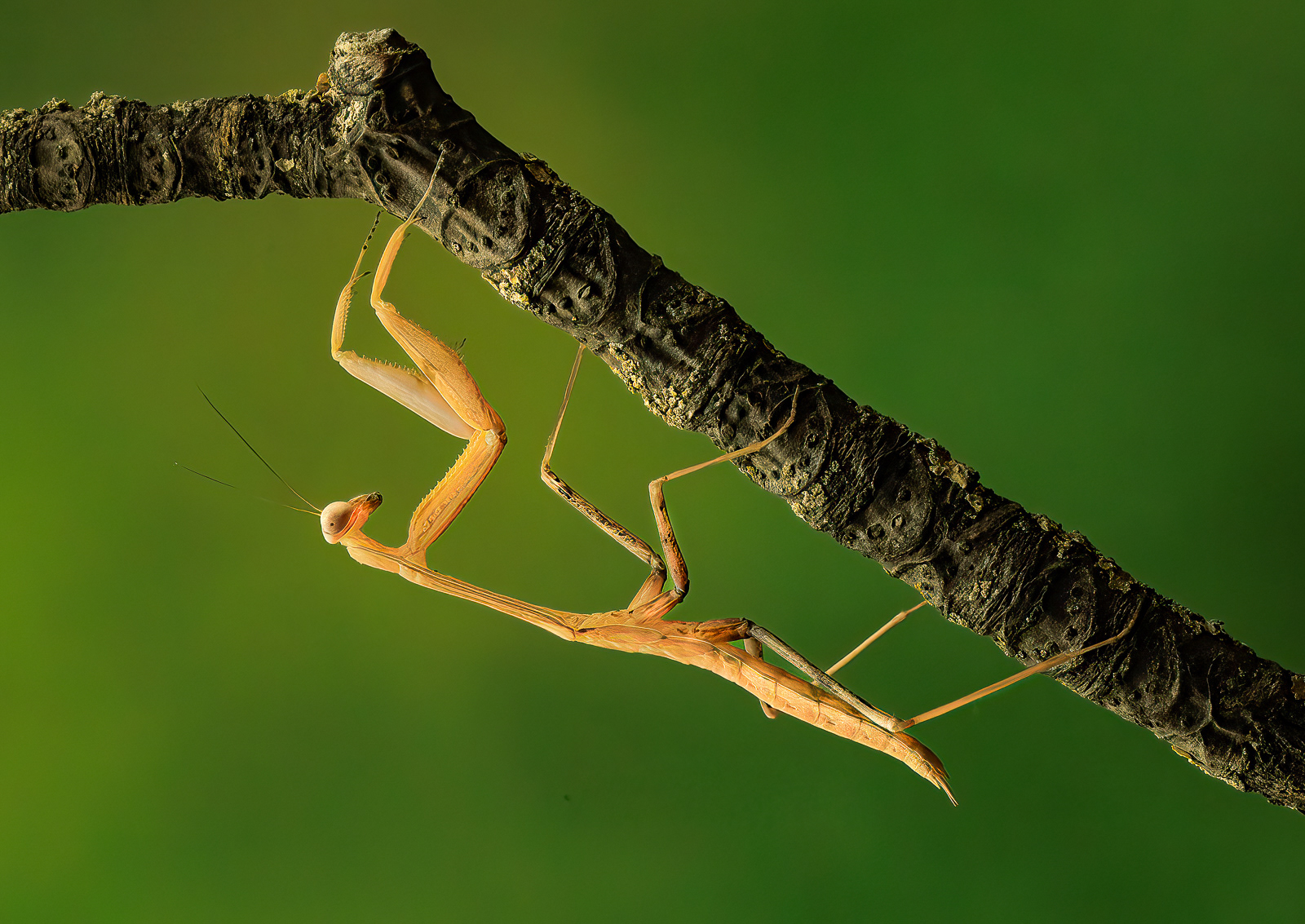 Giant Asian Mantis