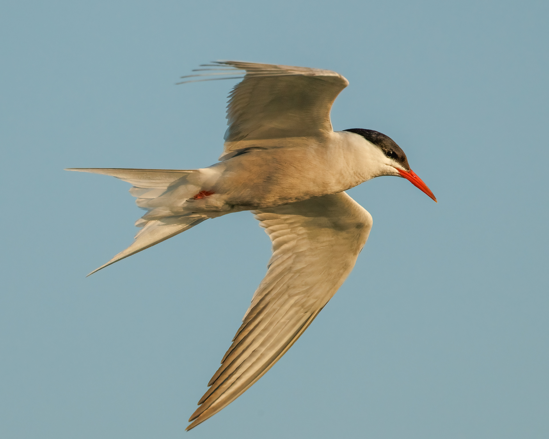 Common Tern