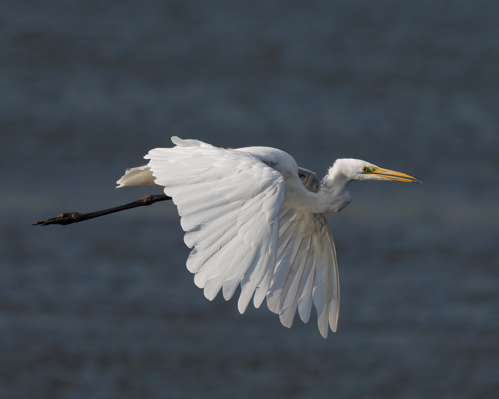 Great Egret