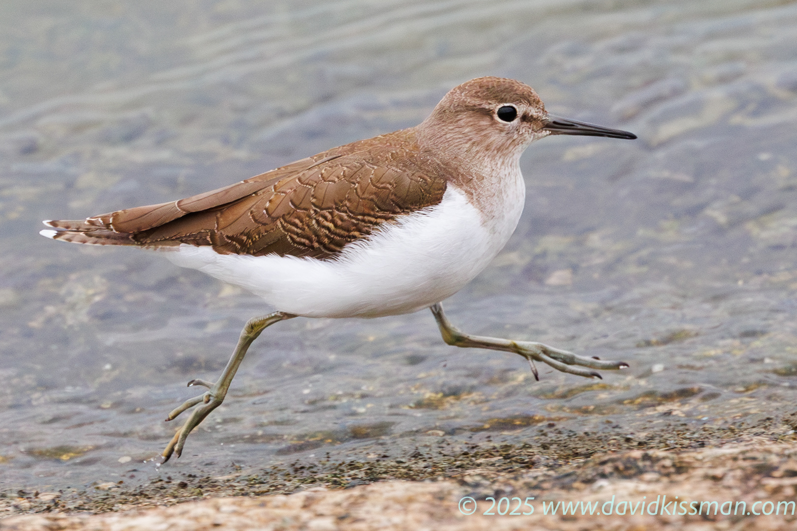 Common Sandpiper