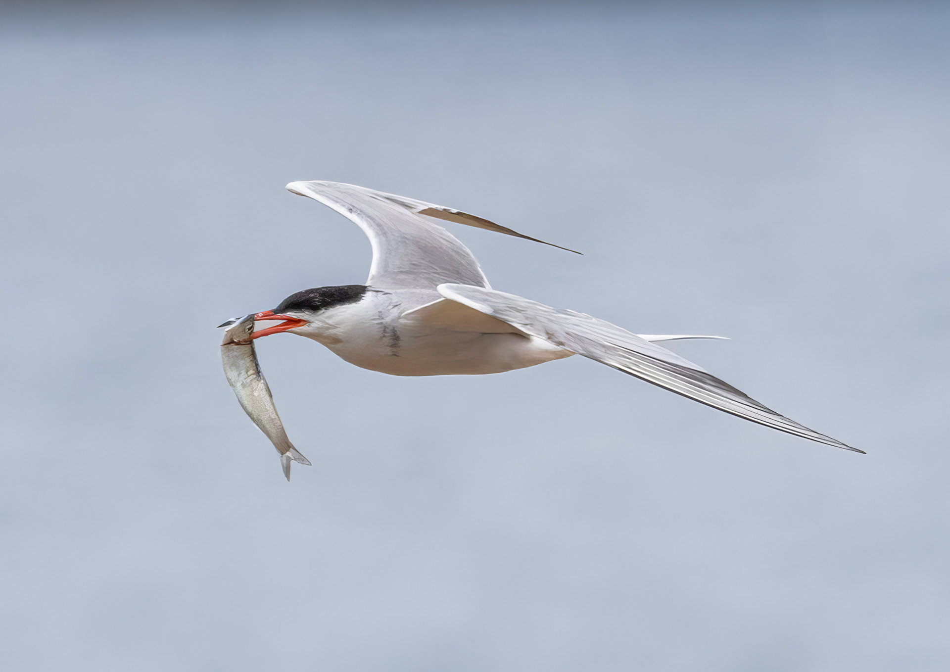 Common Tern with catchr