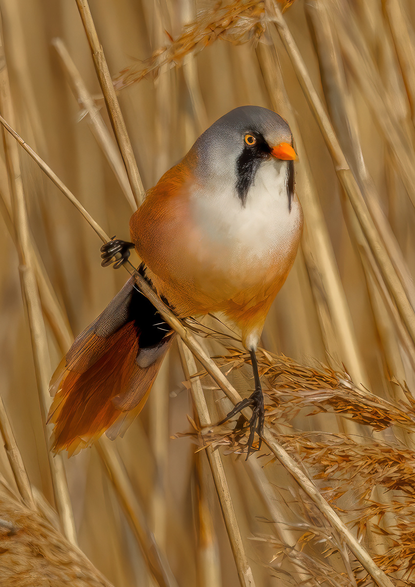 Bearded Tit