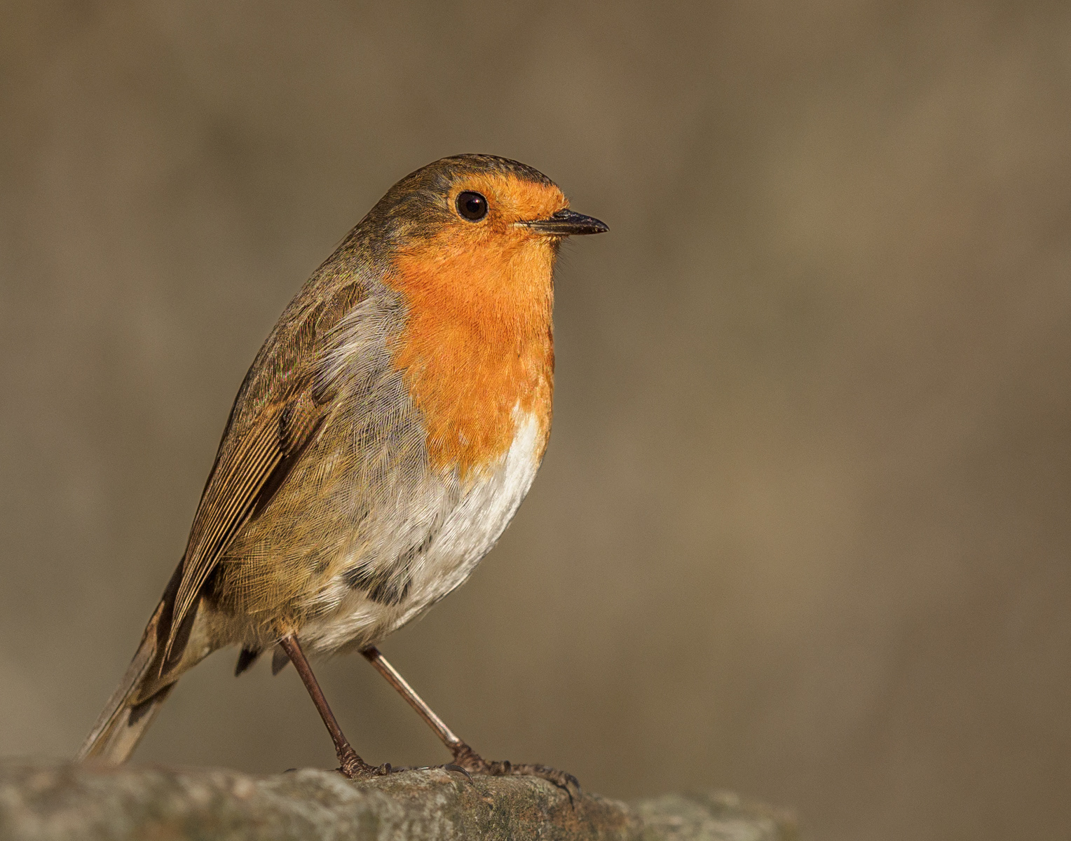 Robin