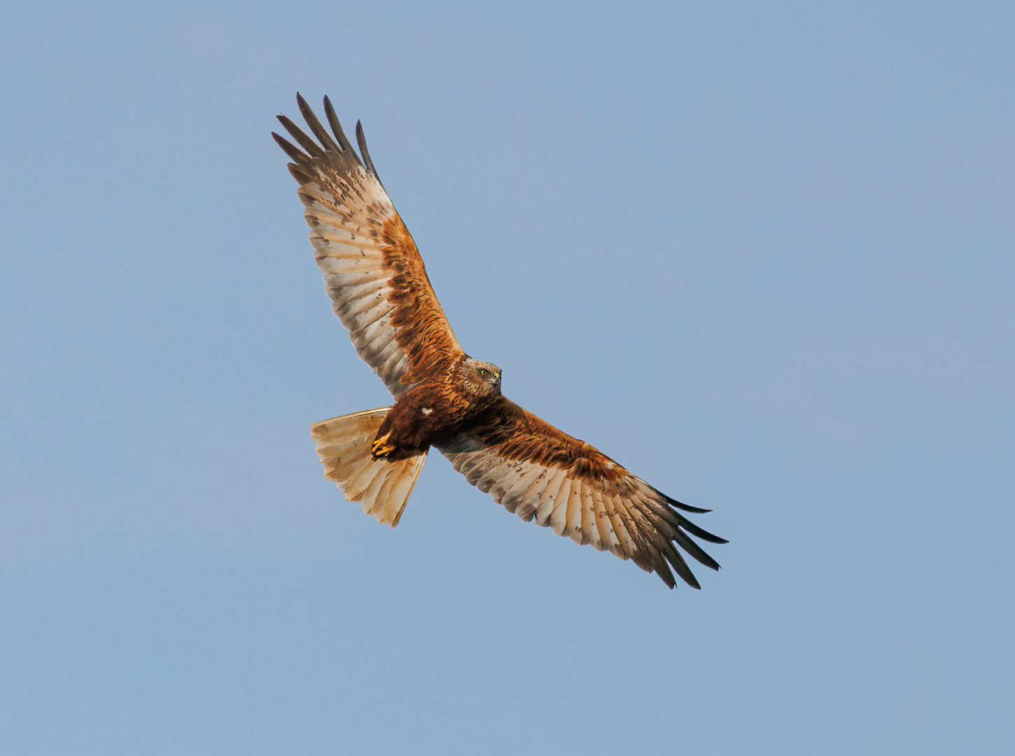 March Harrier