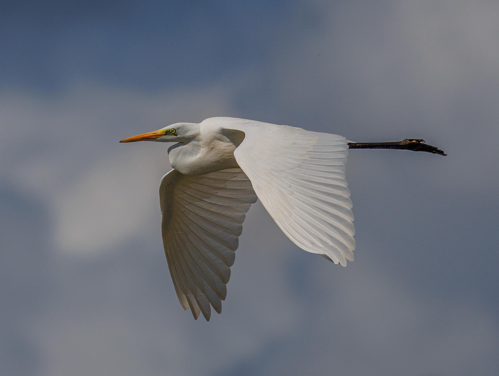 Great White Egret