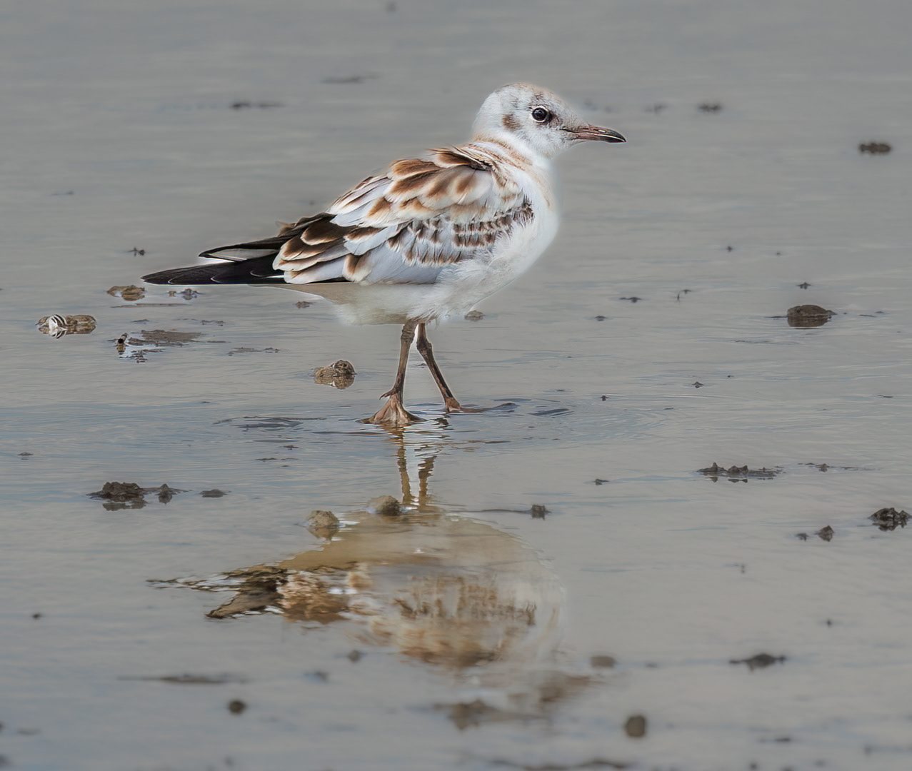 Juvenile Black Backed Gull