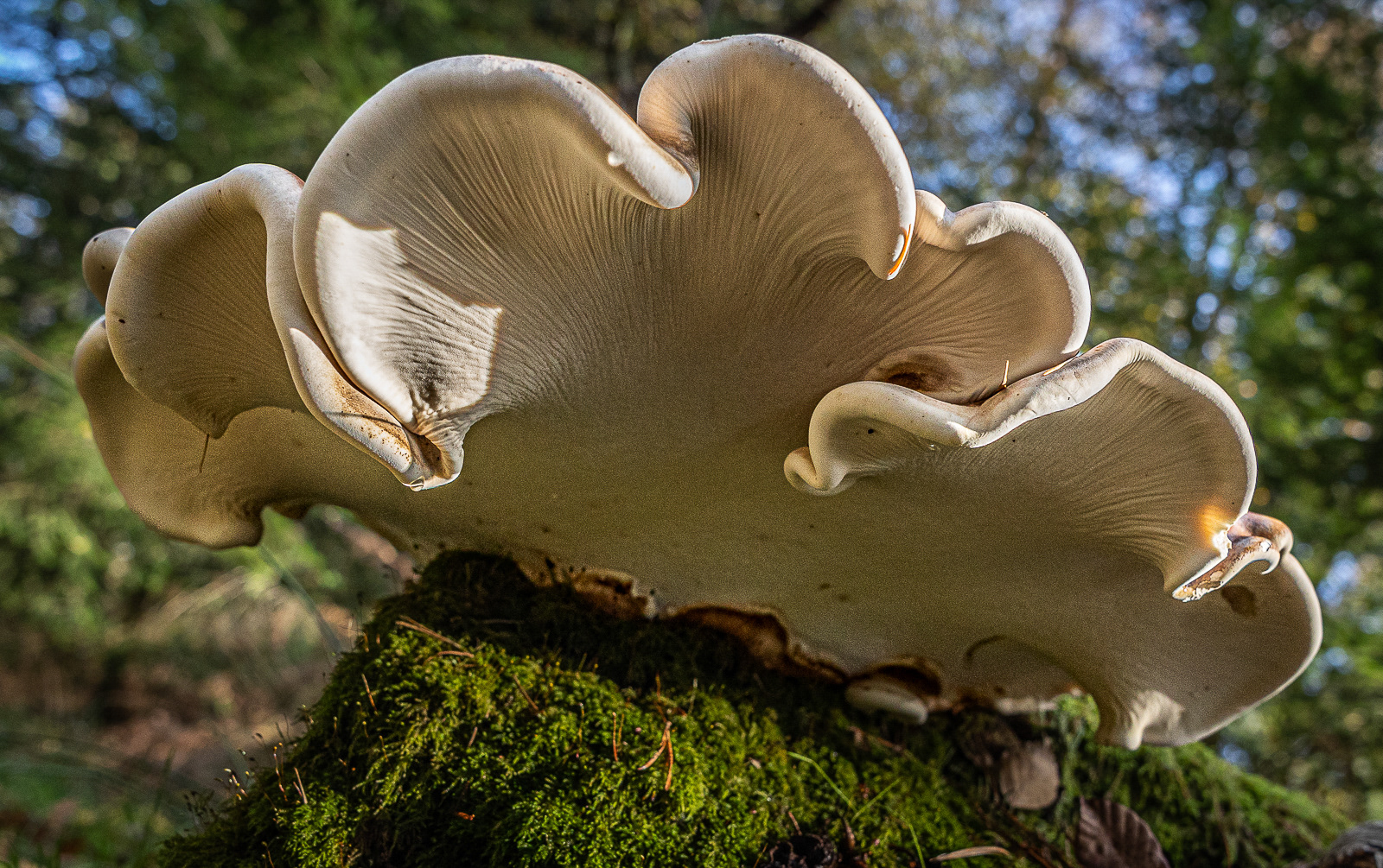 Birch Polypore Bracket Fungus