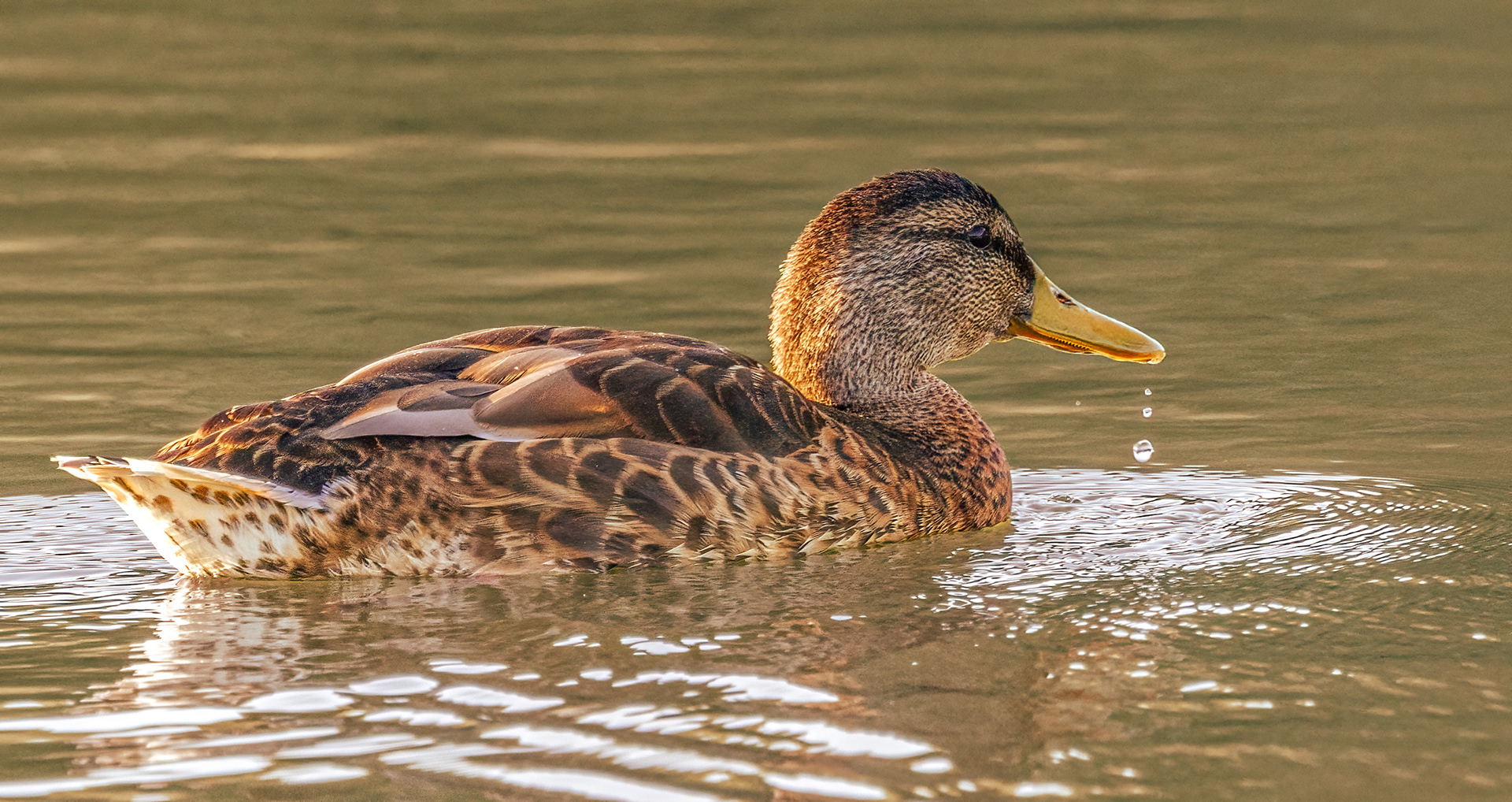 Female Mallard