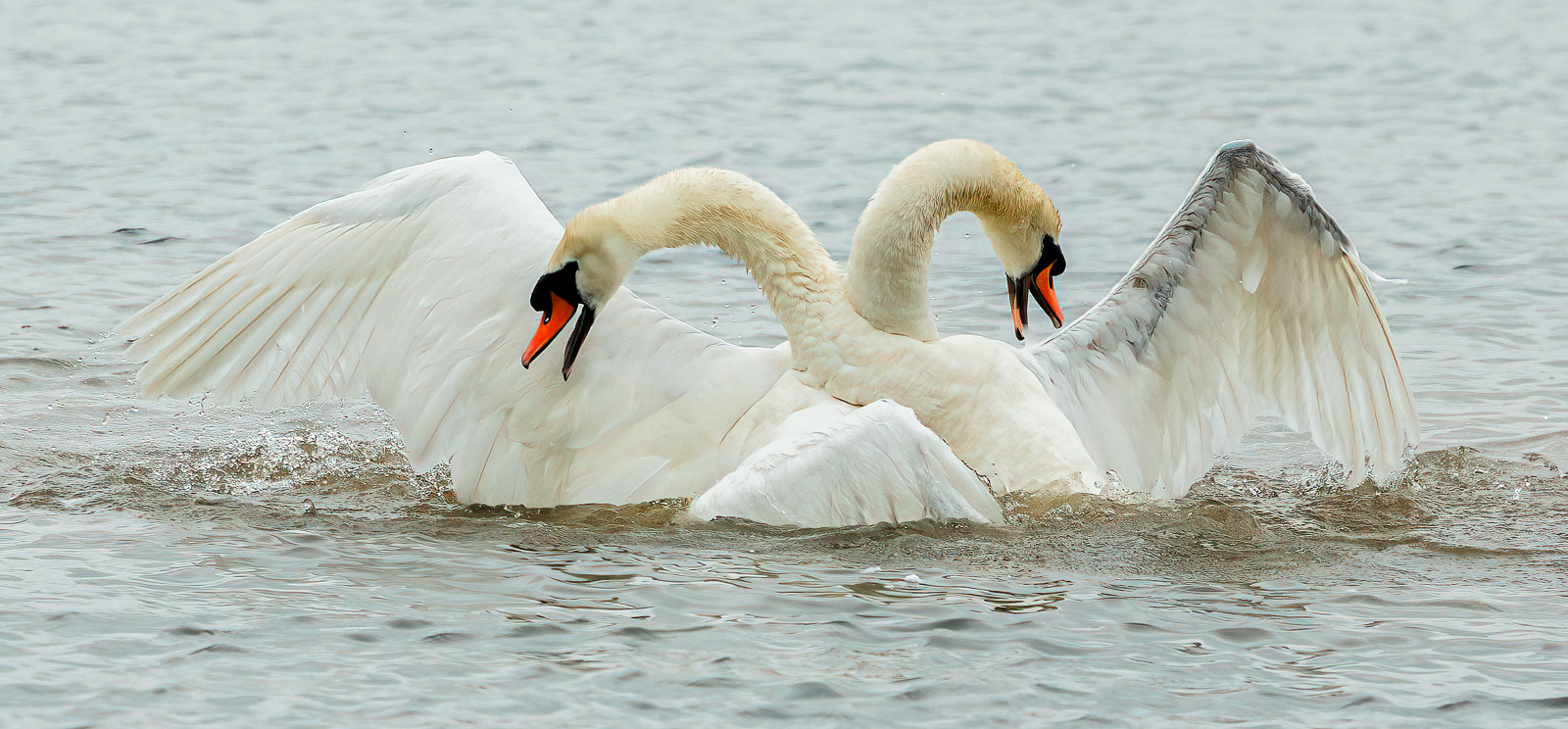 Swans Fighting