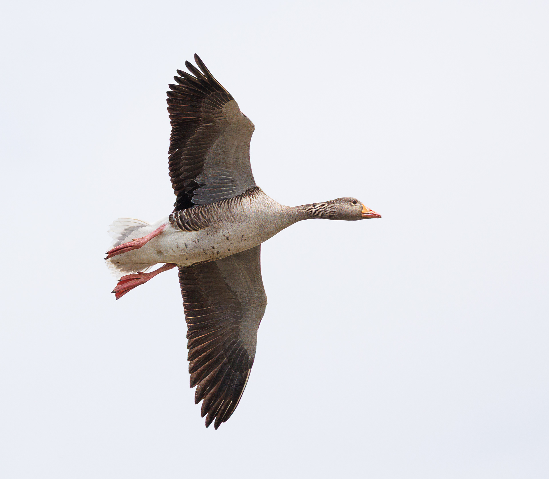 Graylag Goose