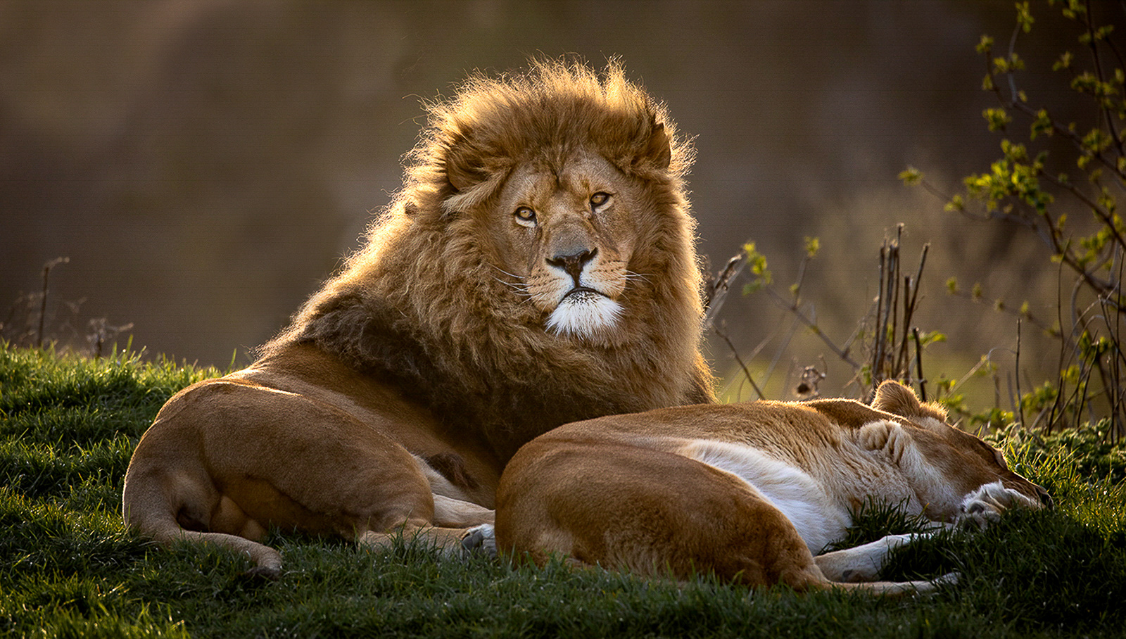 African Lion and Lioness