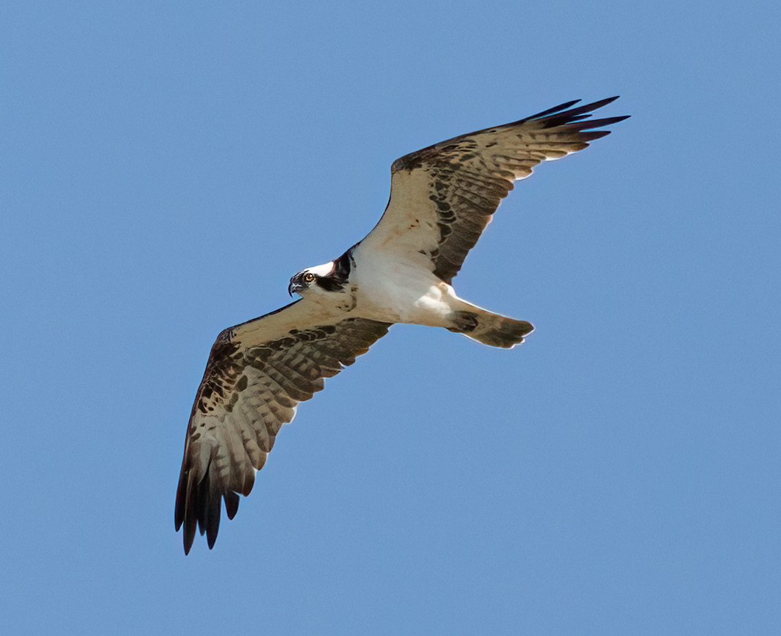 Osprey at Rutland Water
