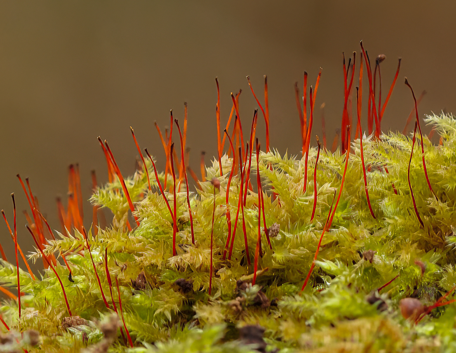 Mamillate Plait-moss