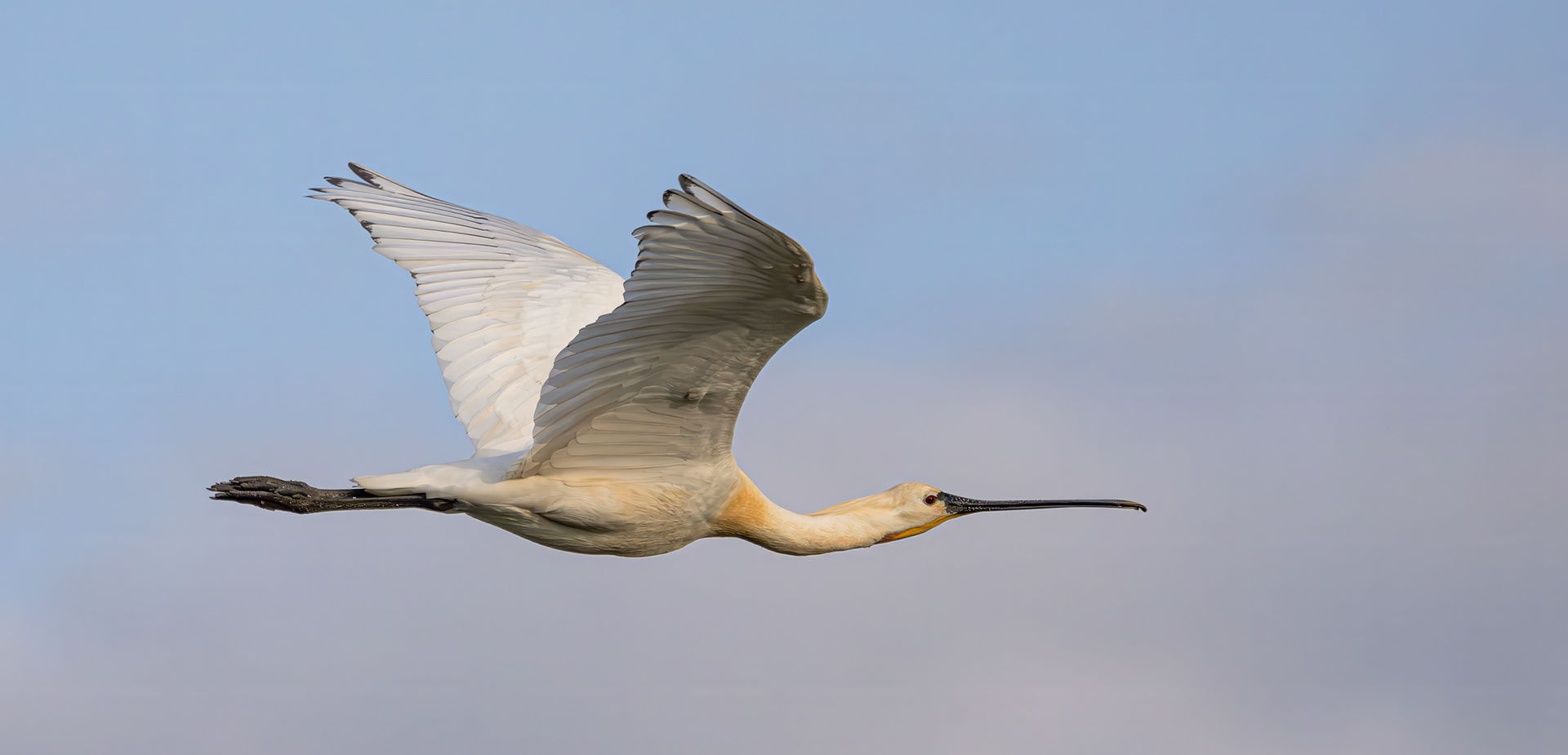 Spoonbill at Cley next the Sea