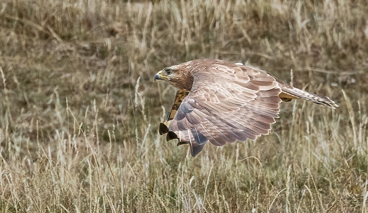 Buzzard