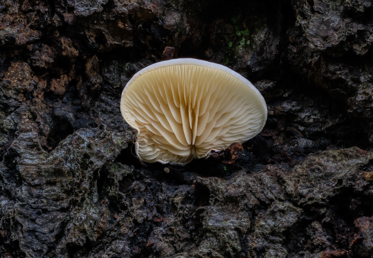 Underside of Oyster Mushroom